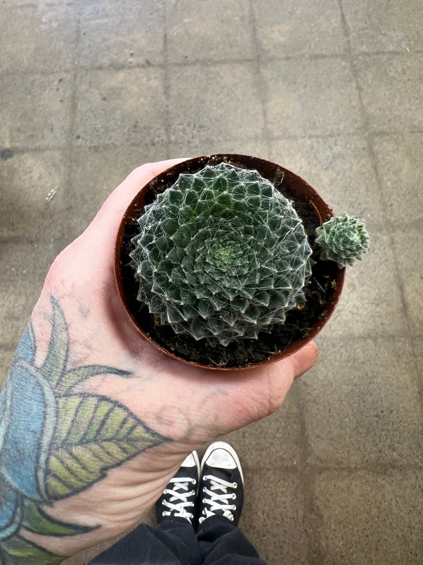 Sempervivum Arctic White