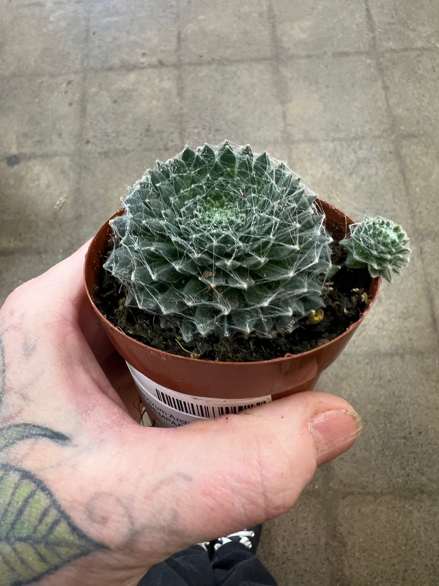 Sempervivum Arctic White