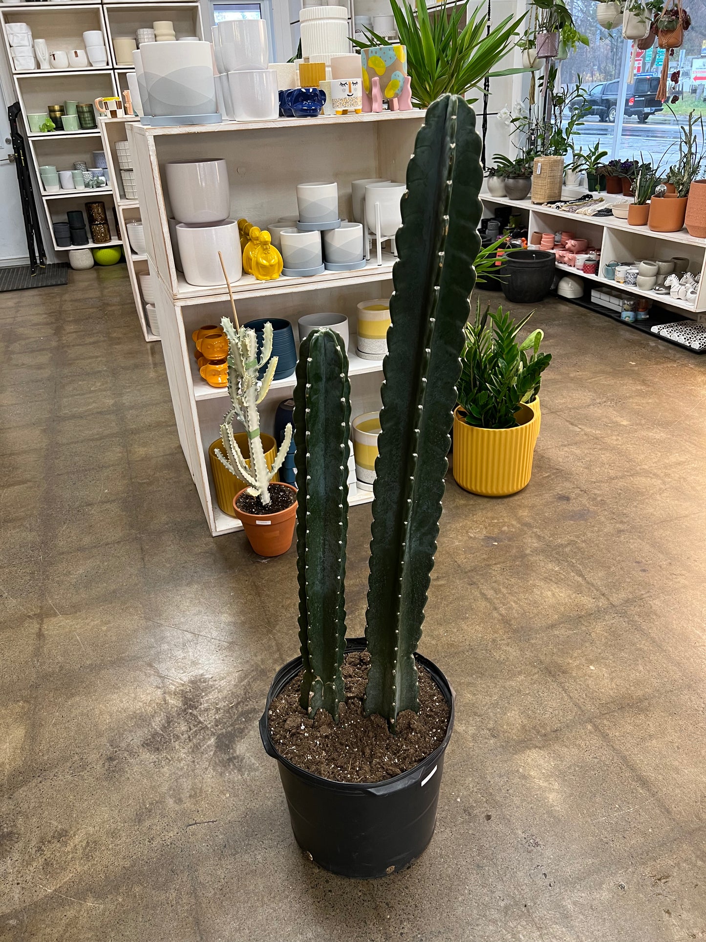 Cereus Jamacaru