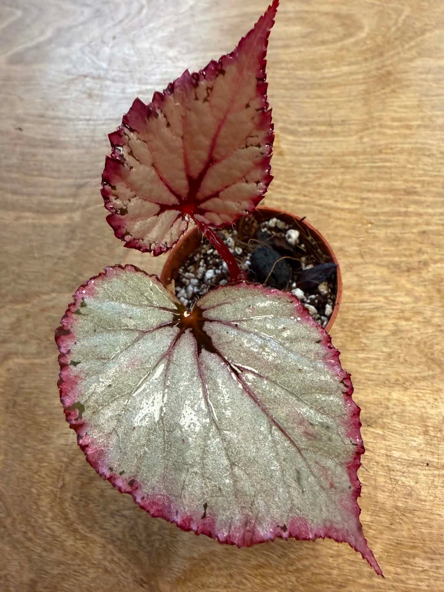 Bégonia DS February