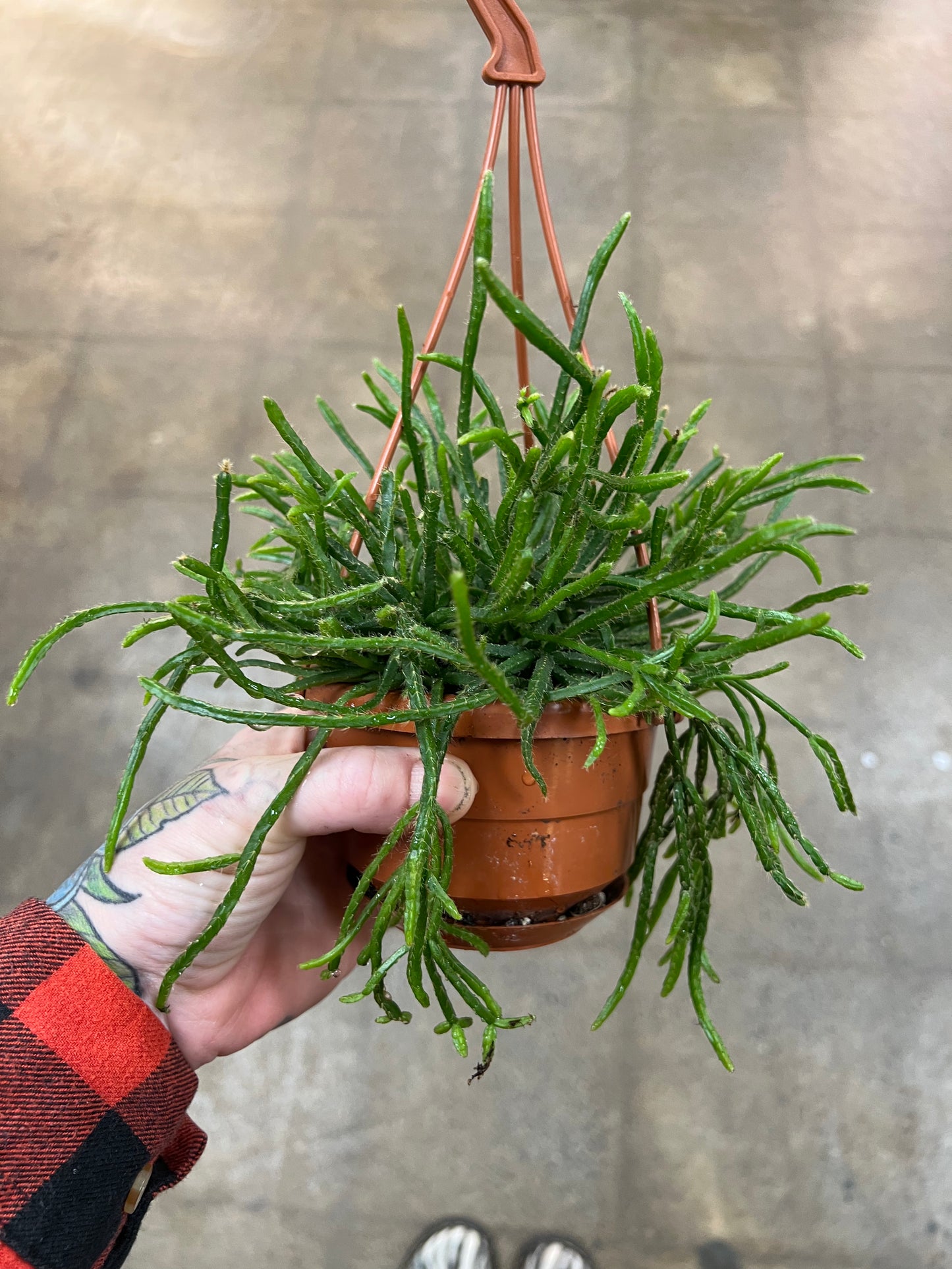 Rhipsalis