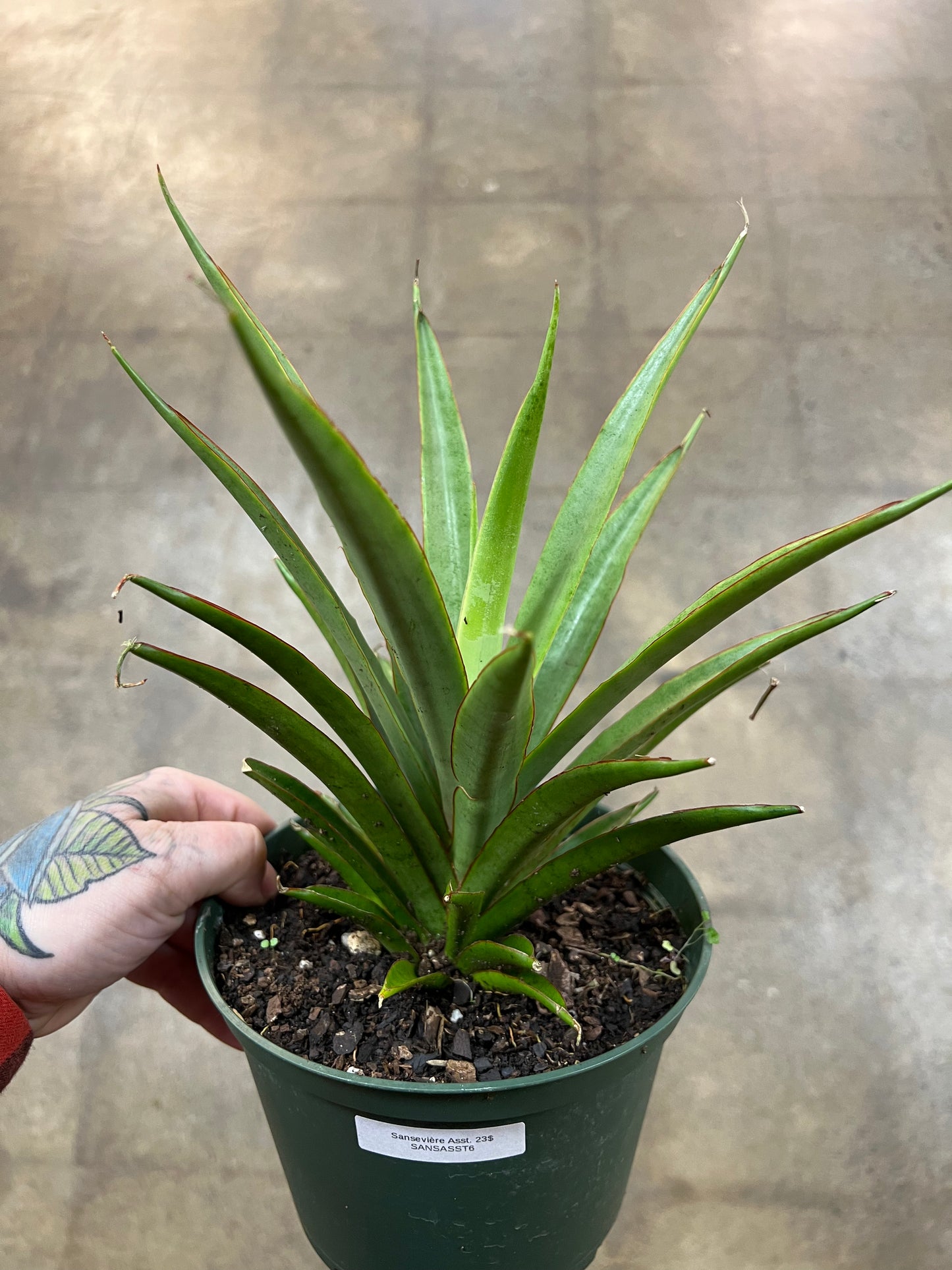 Sansevière Asst.