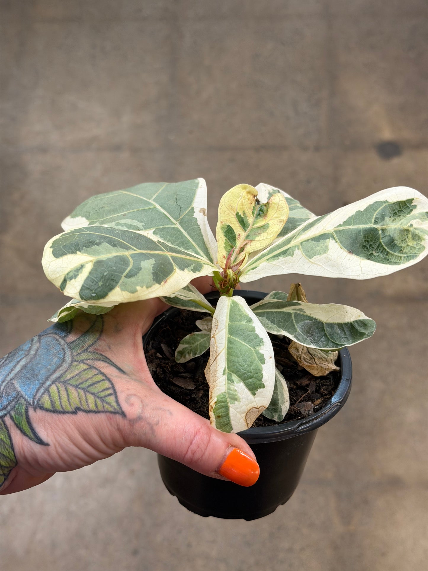 Ficus Lyrata Variegated