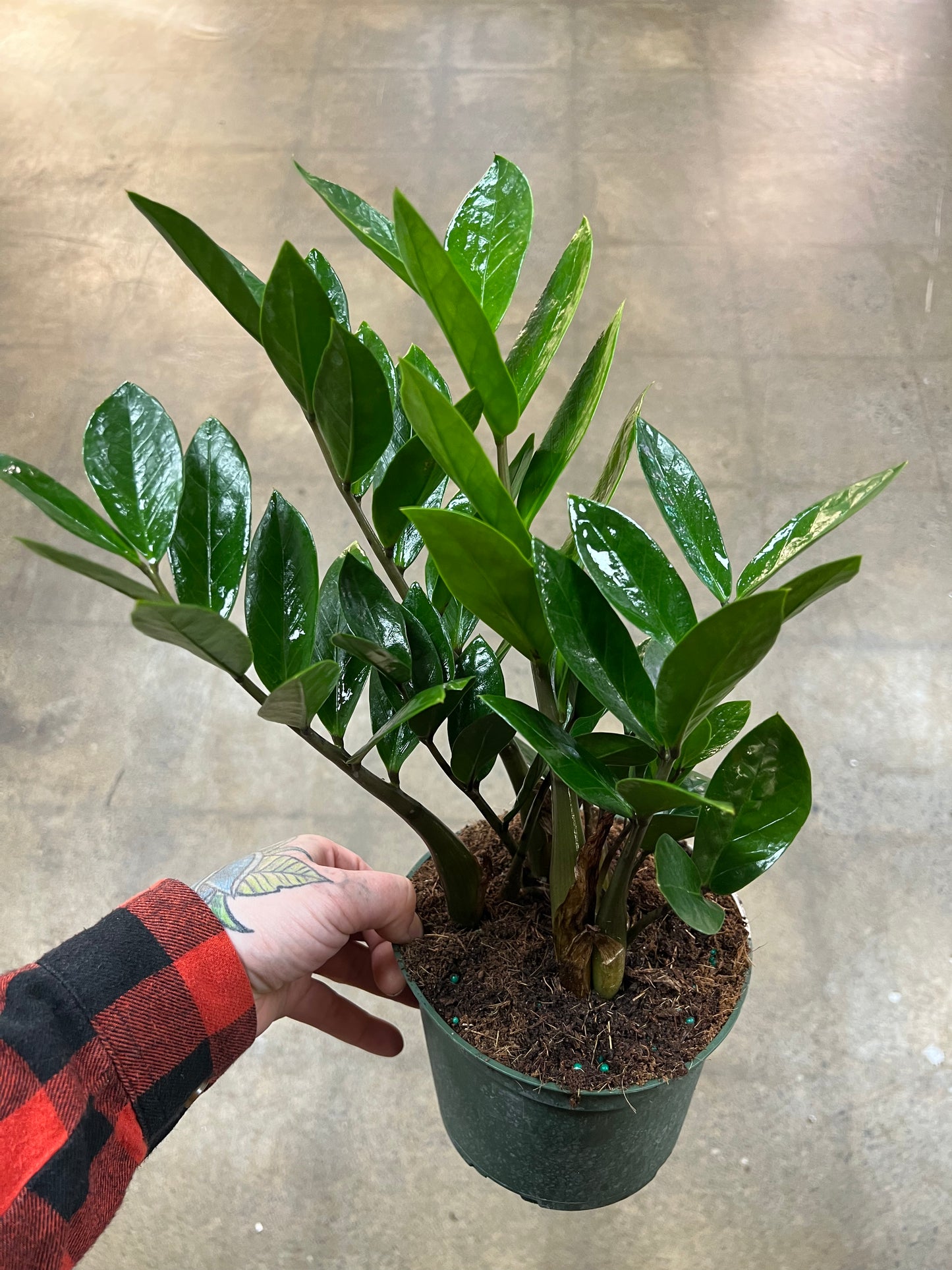 Zamioculcas Zamiifolia