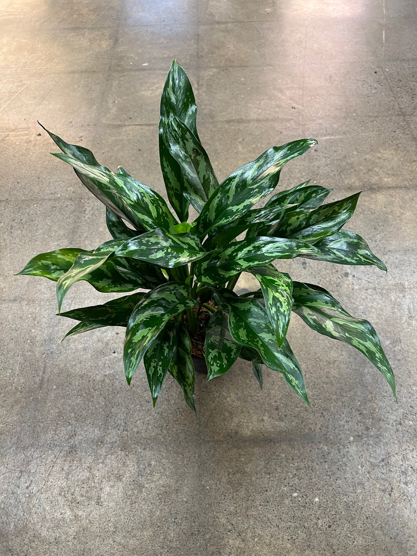 Aglaonema Tigress