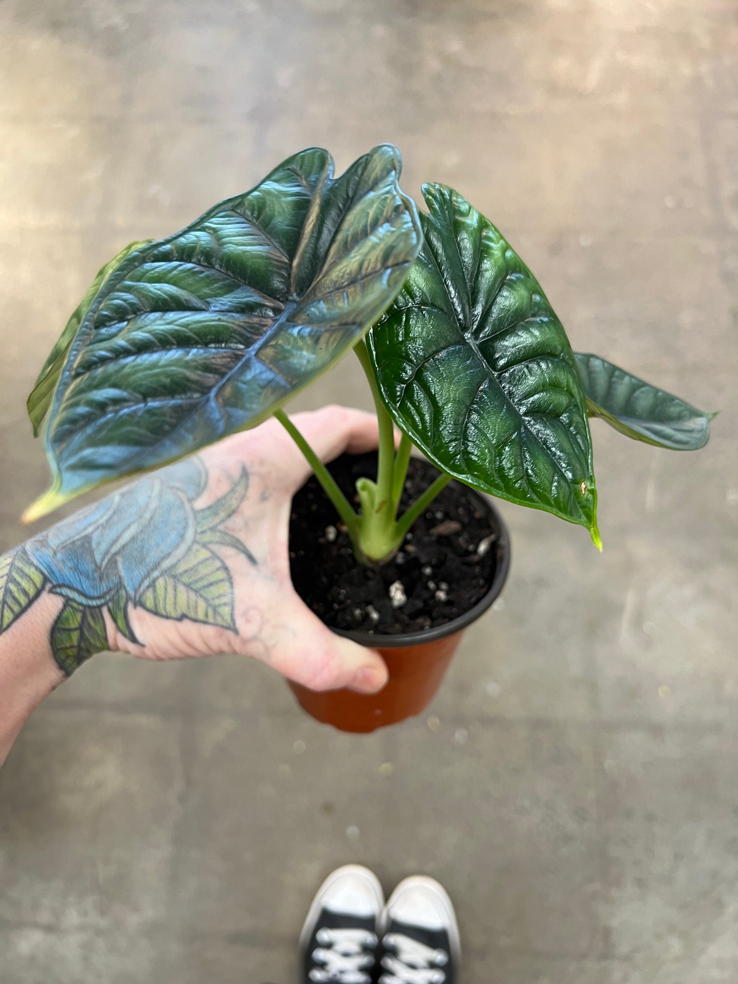 Alocasia Dragon Scale