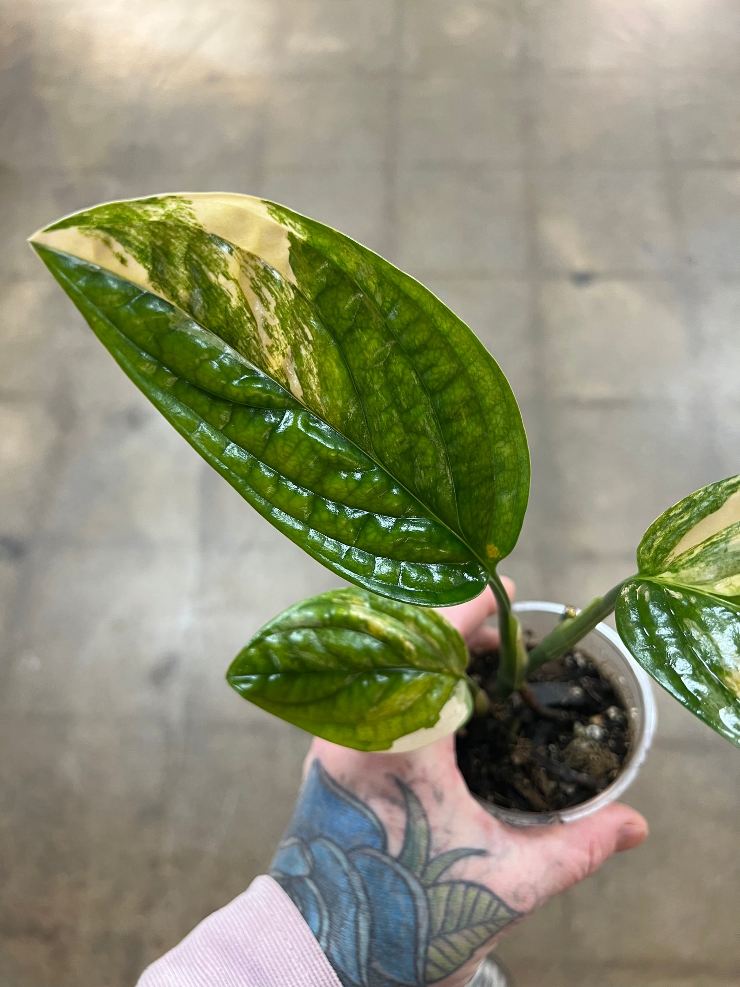Monstera Peru Variegated
