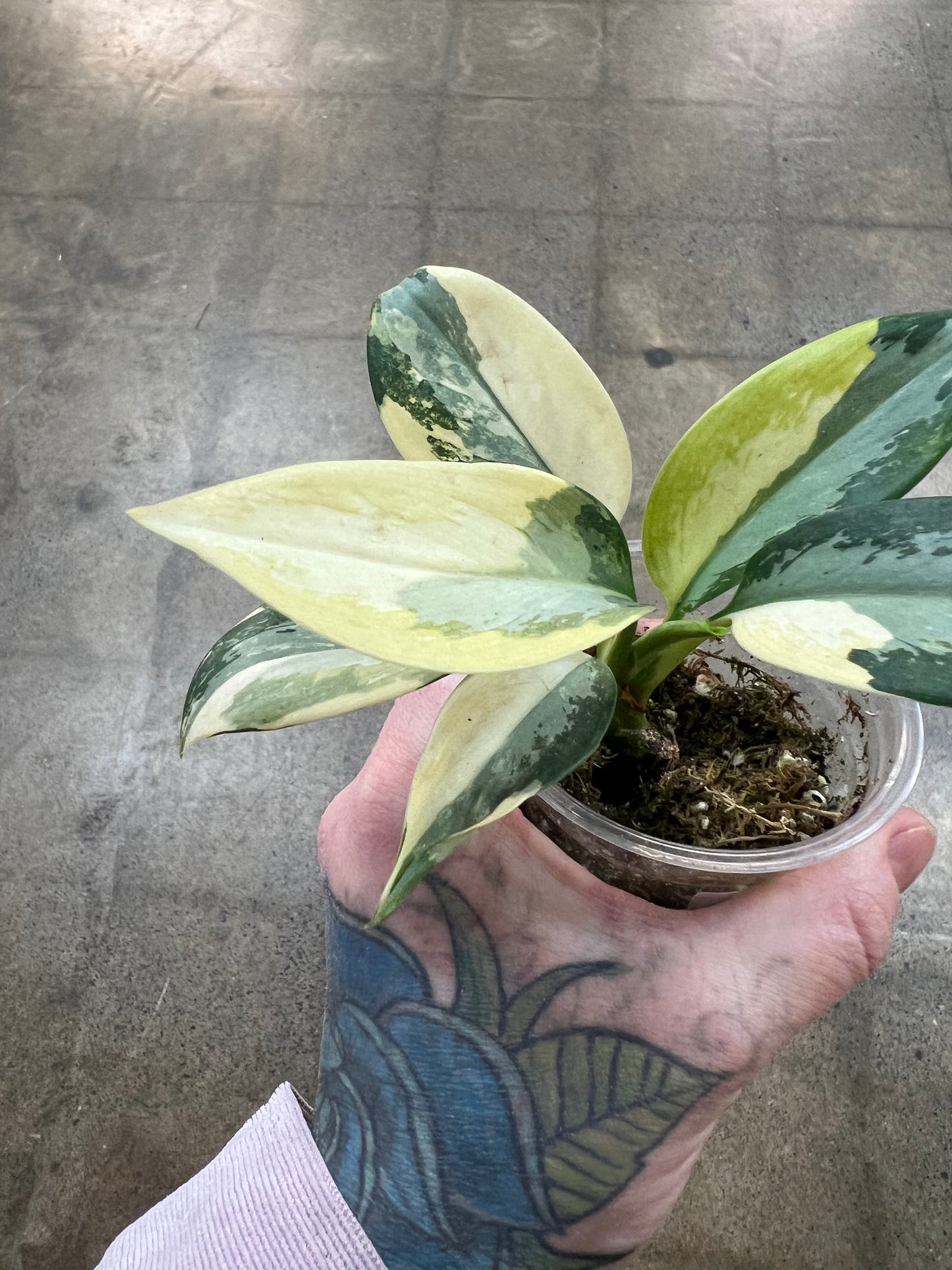 Aglaonema Suvarnabhumi Panaché