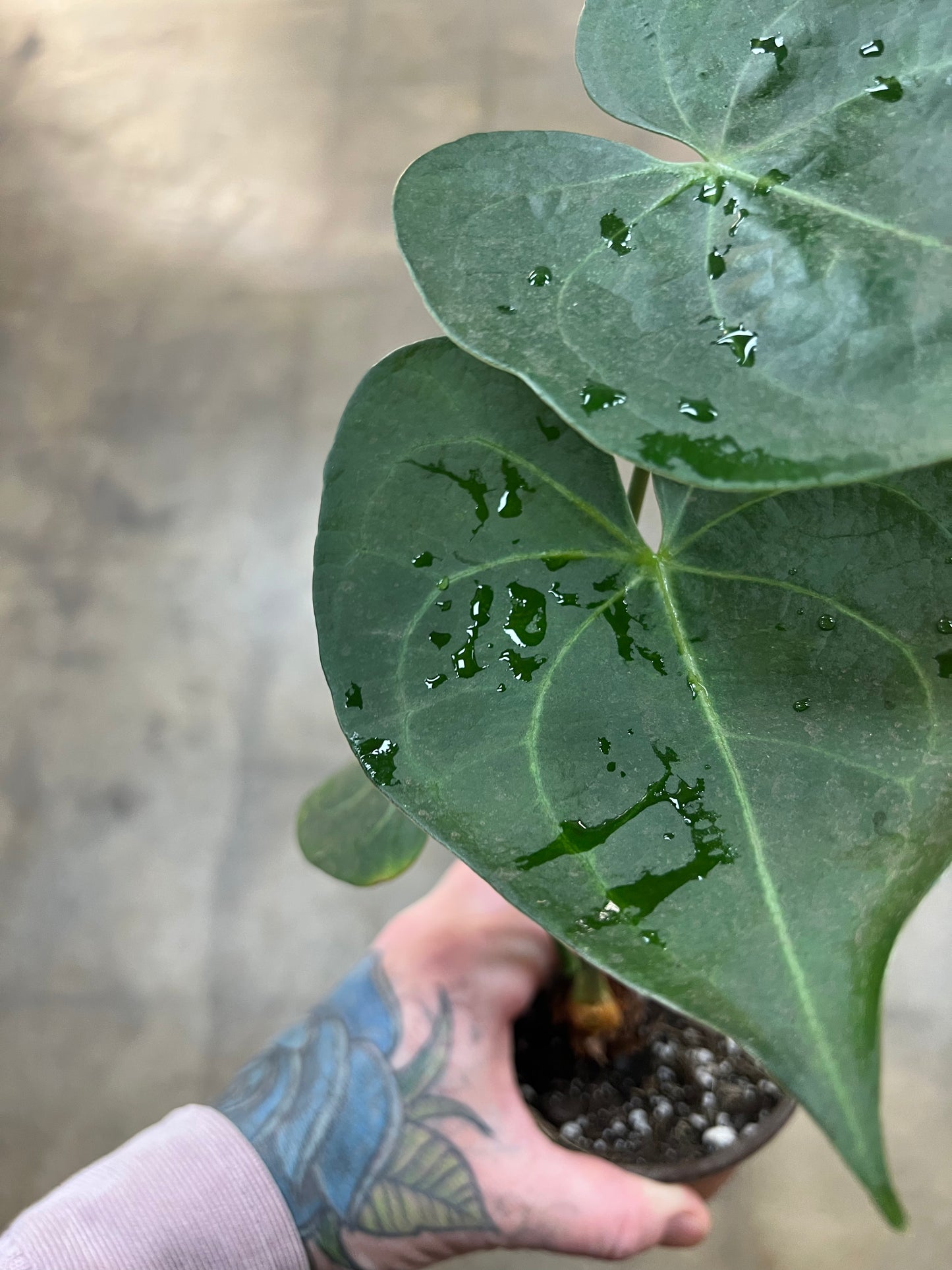 Anthurium Ptérodactyle