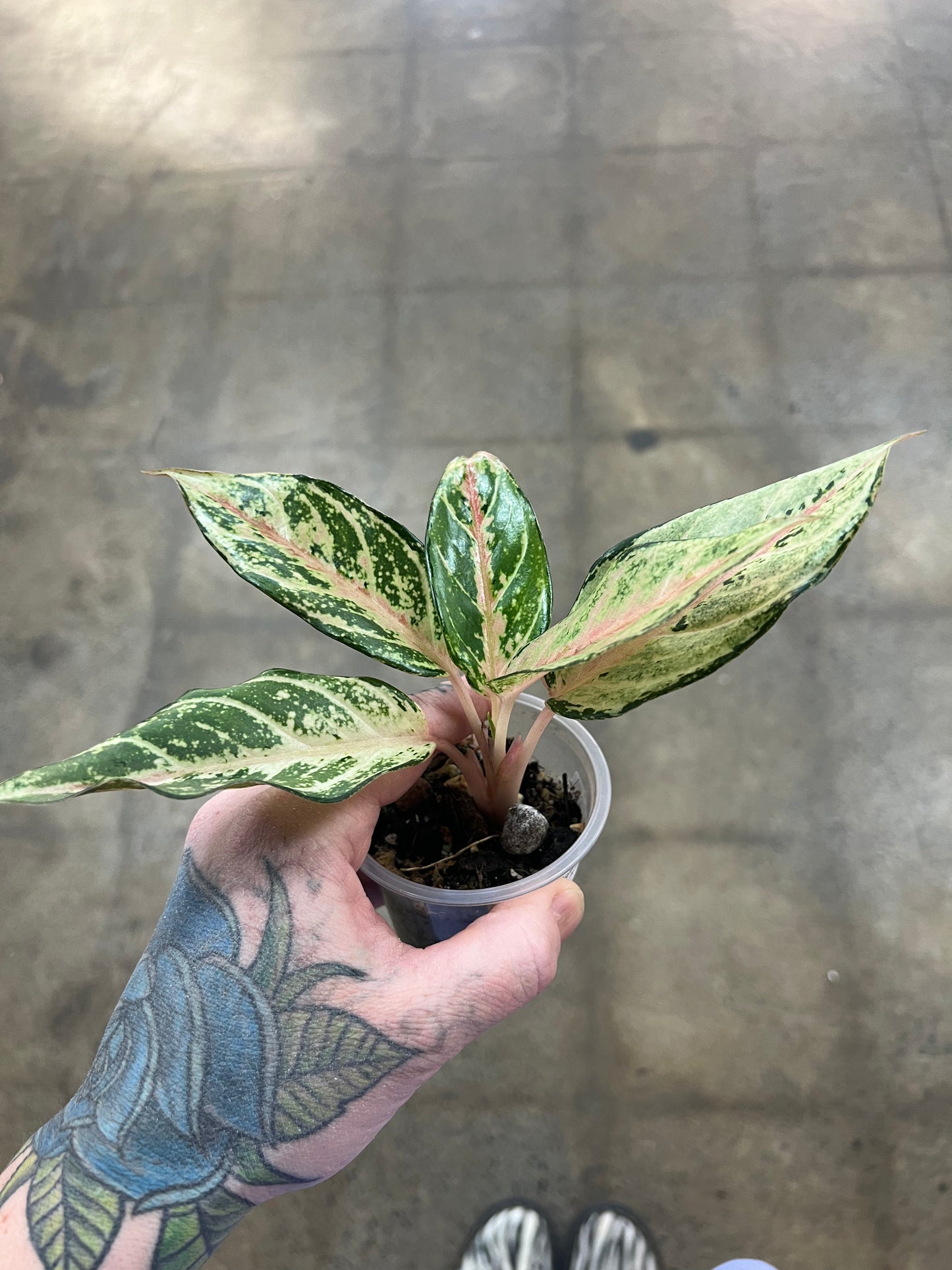 Aglaonema Lucky