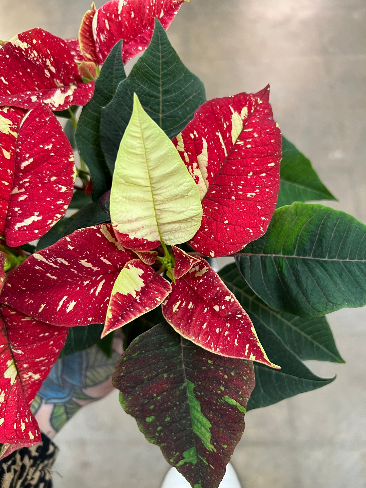 Poinsettia Asst.
