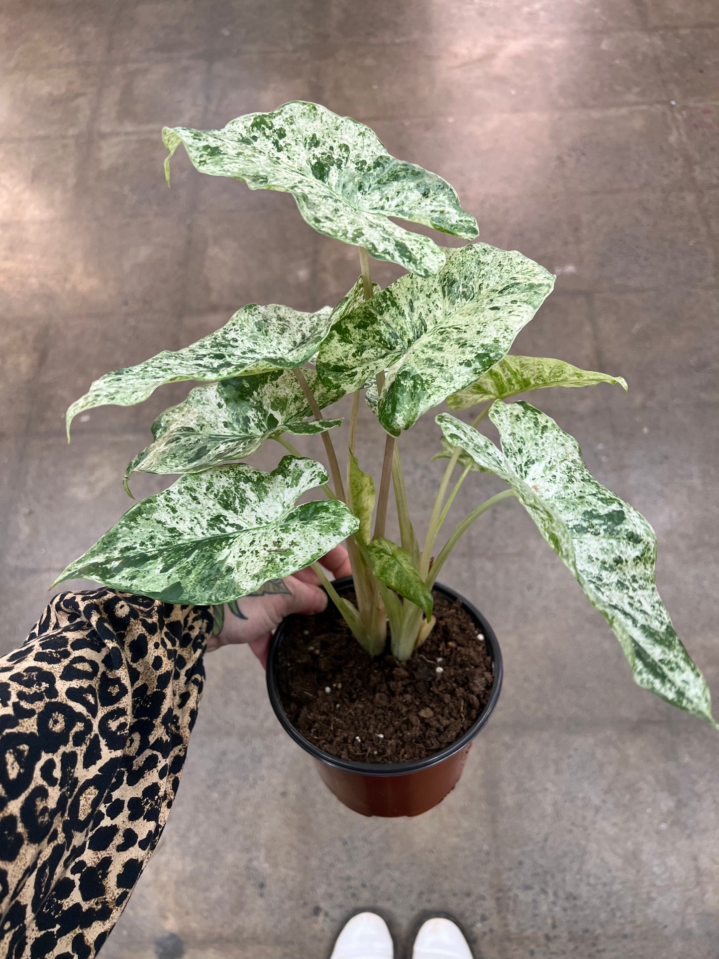 Alocasia Camouflage