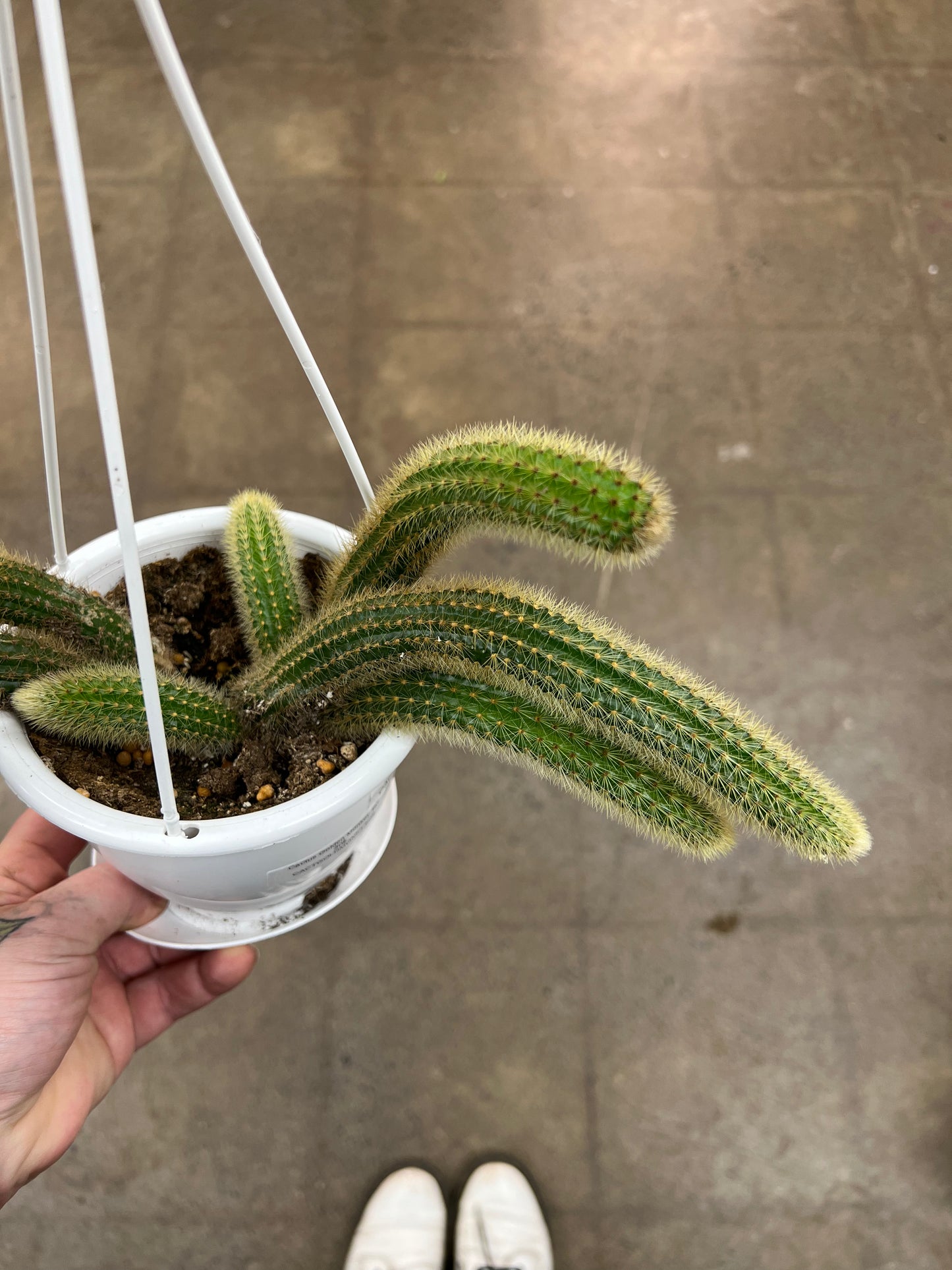 Cactus Golden Monkey Tail