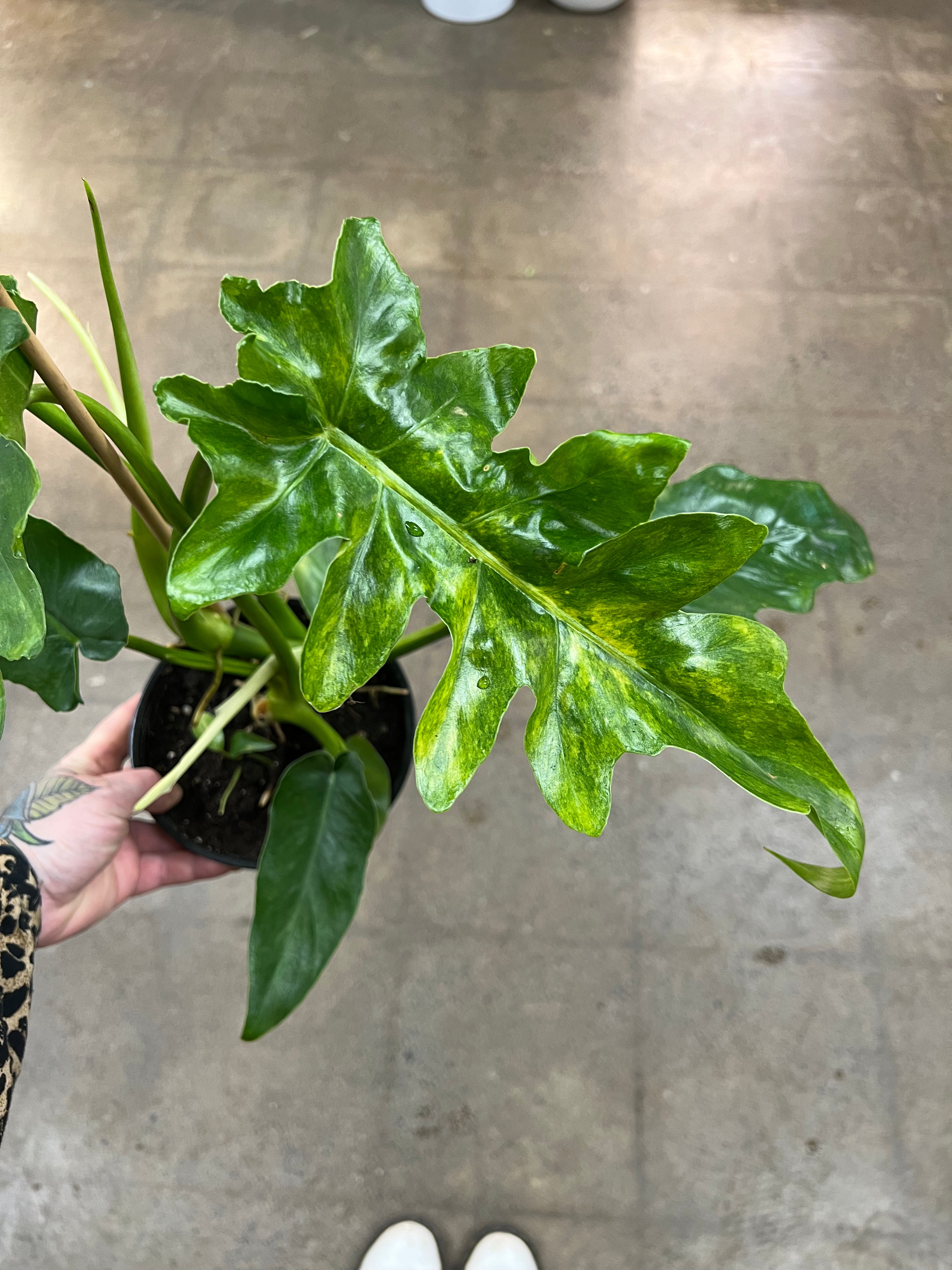 Philodendron Bob Cee Variegated – jungleroseinc