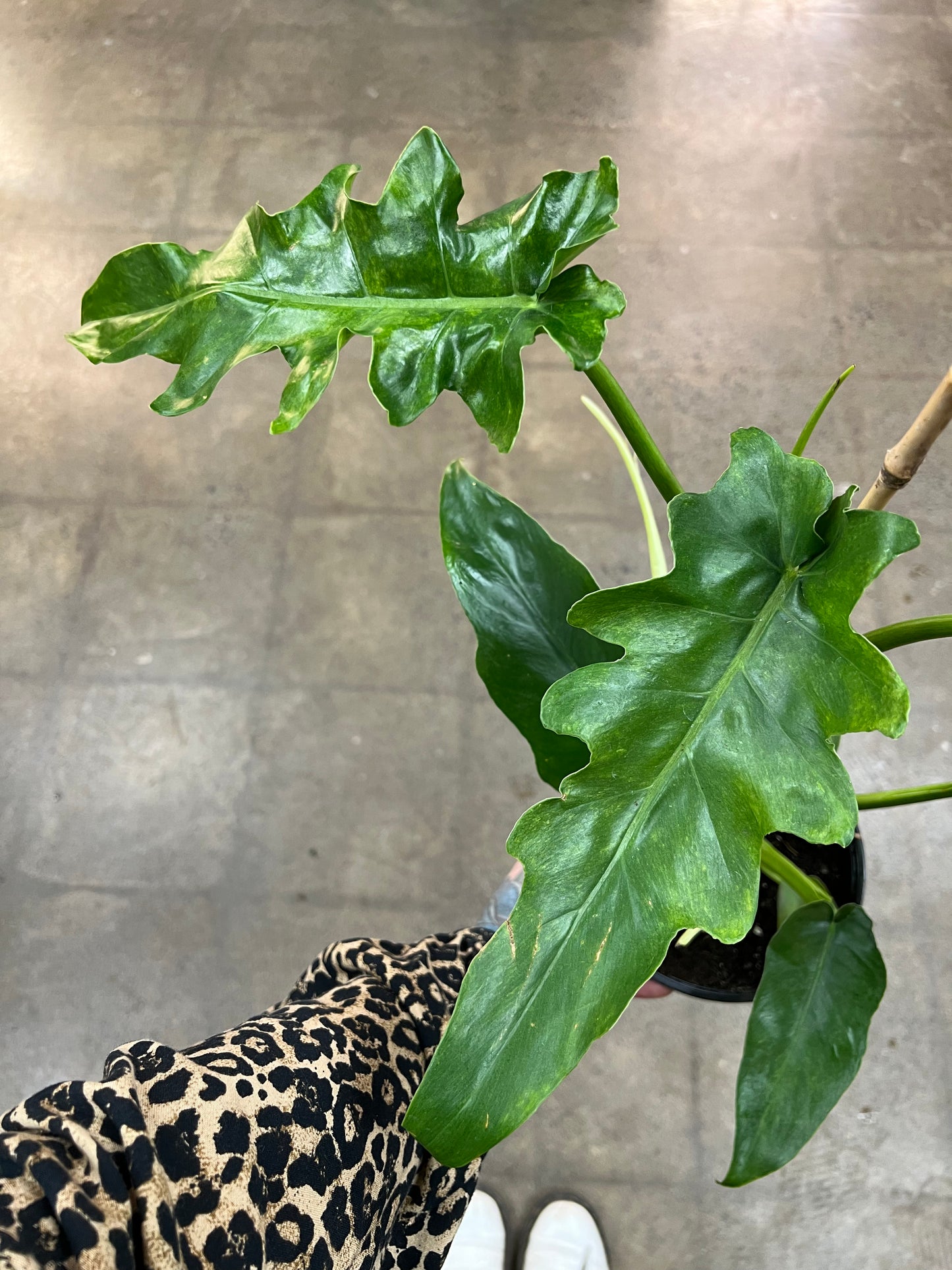 Philodendron Bob Cee Variegated