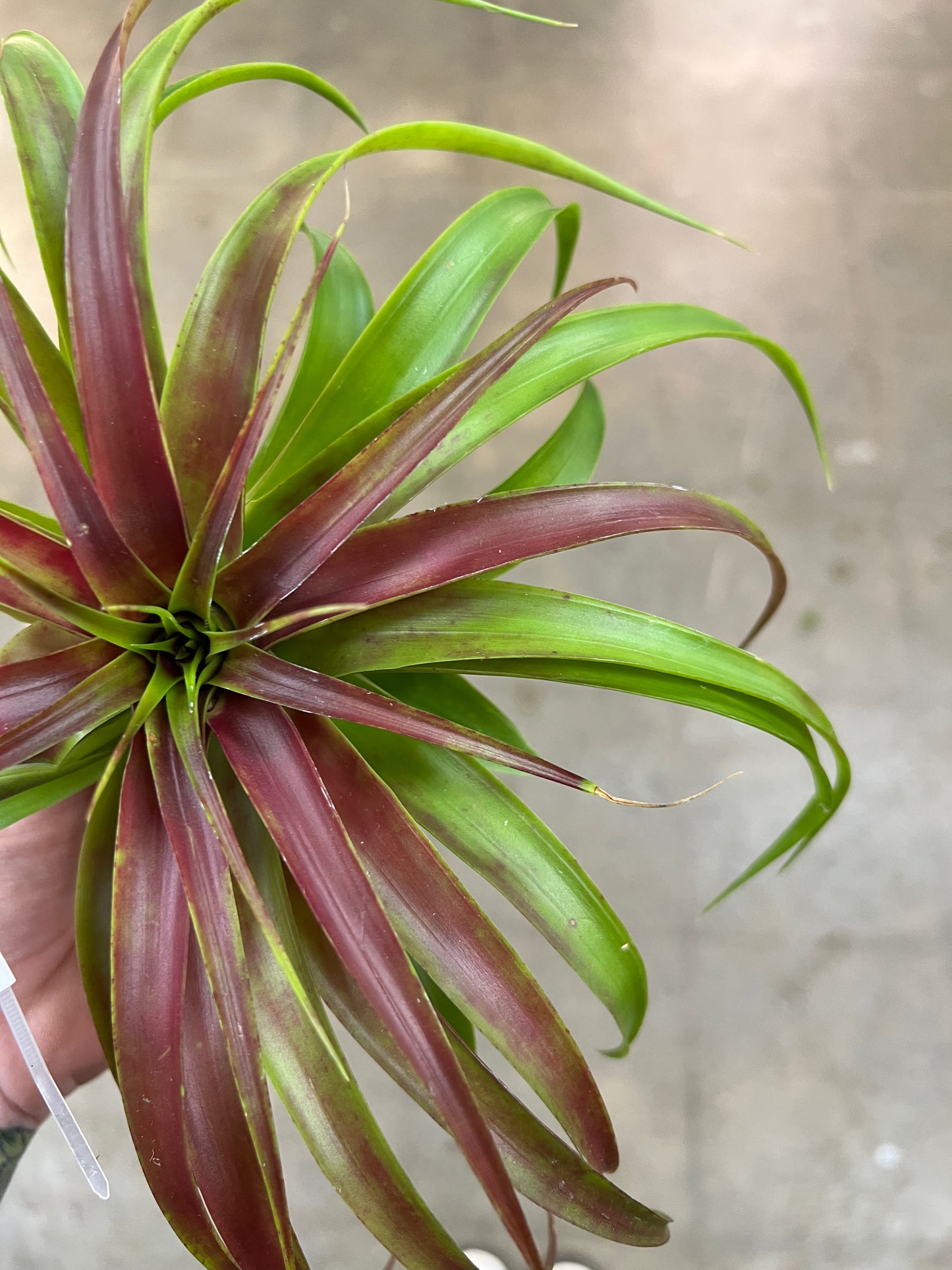 Tillandsia Brachycaluos Multiflora Burgundy