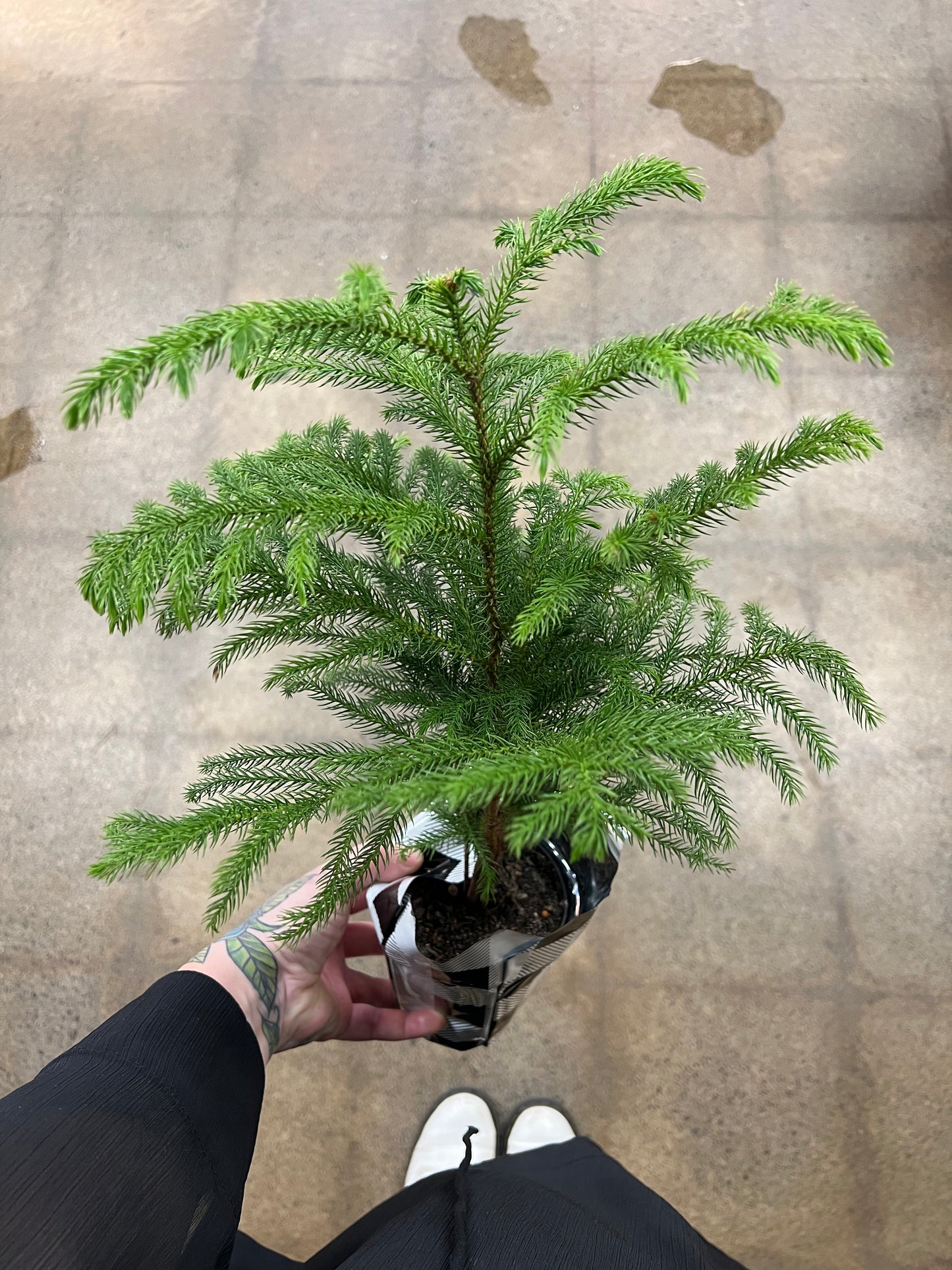 Araucaria Norfolk Pine