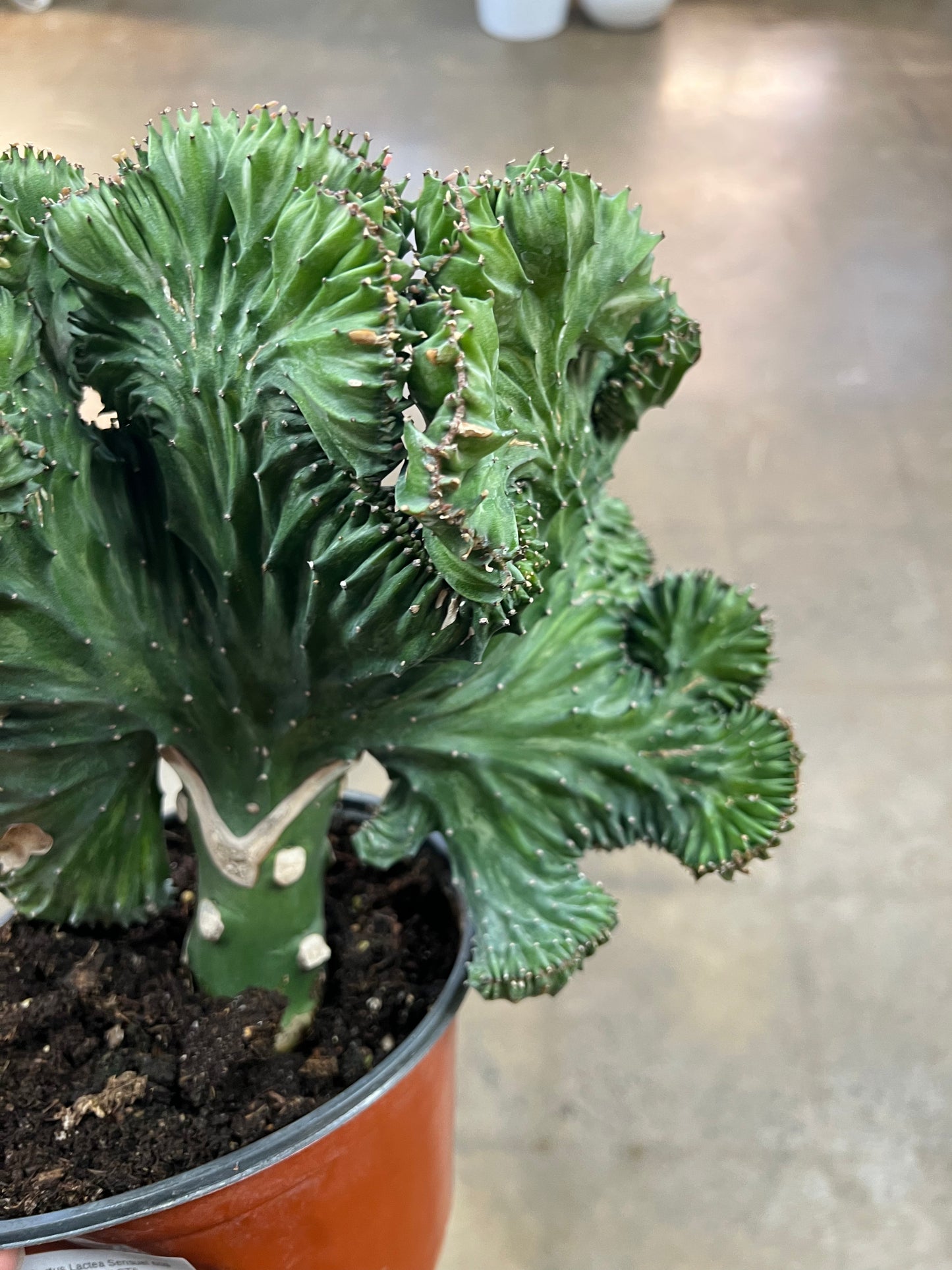 Cactus Lactea Sensuel