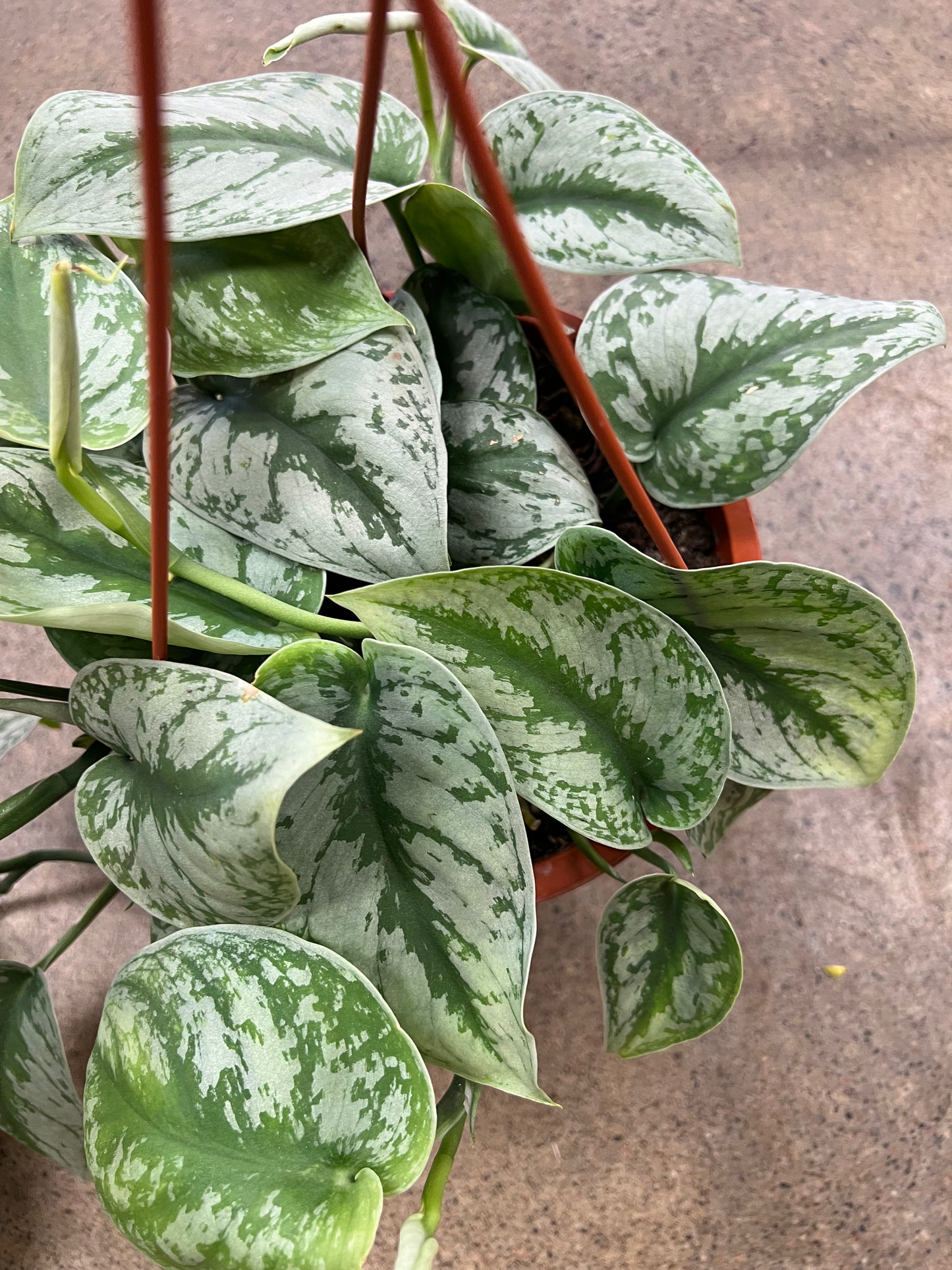 Scindapsus Silver Satin