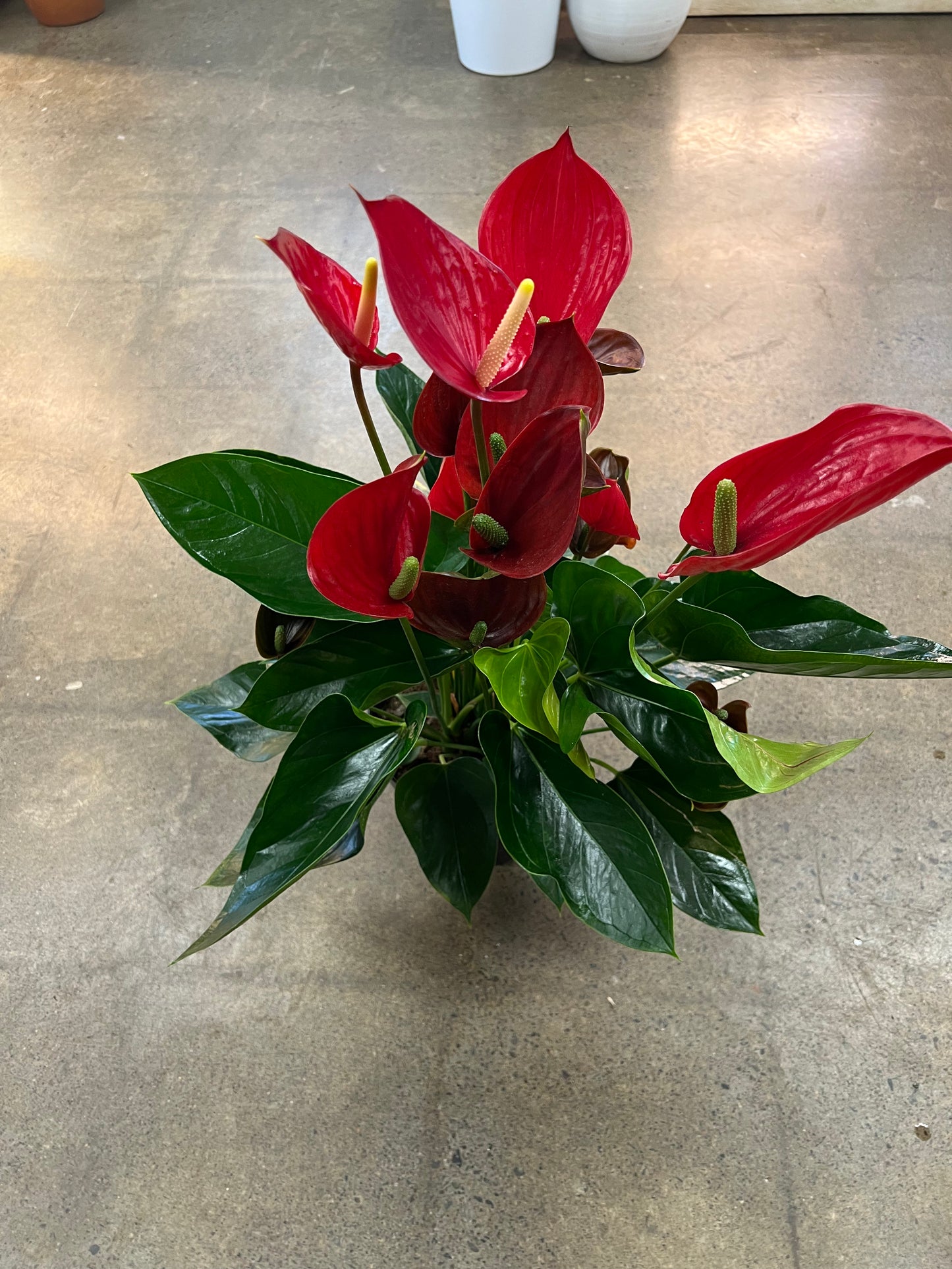 Anthurium Elegance
