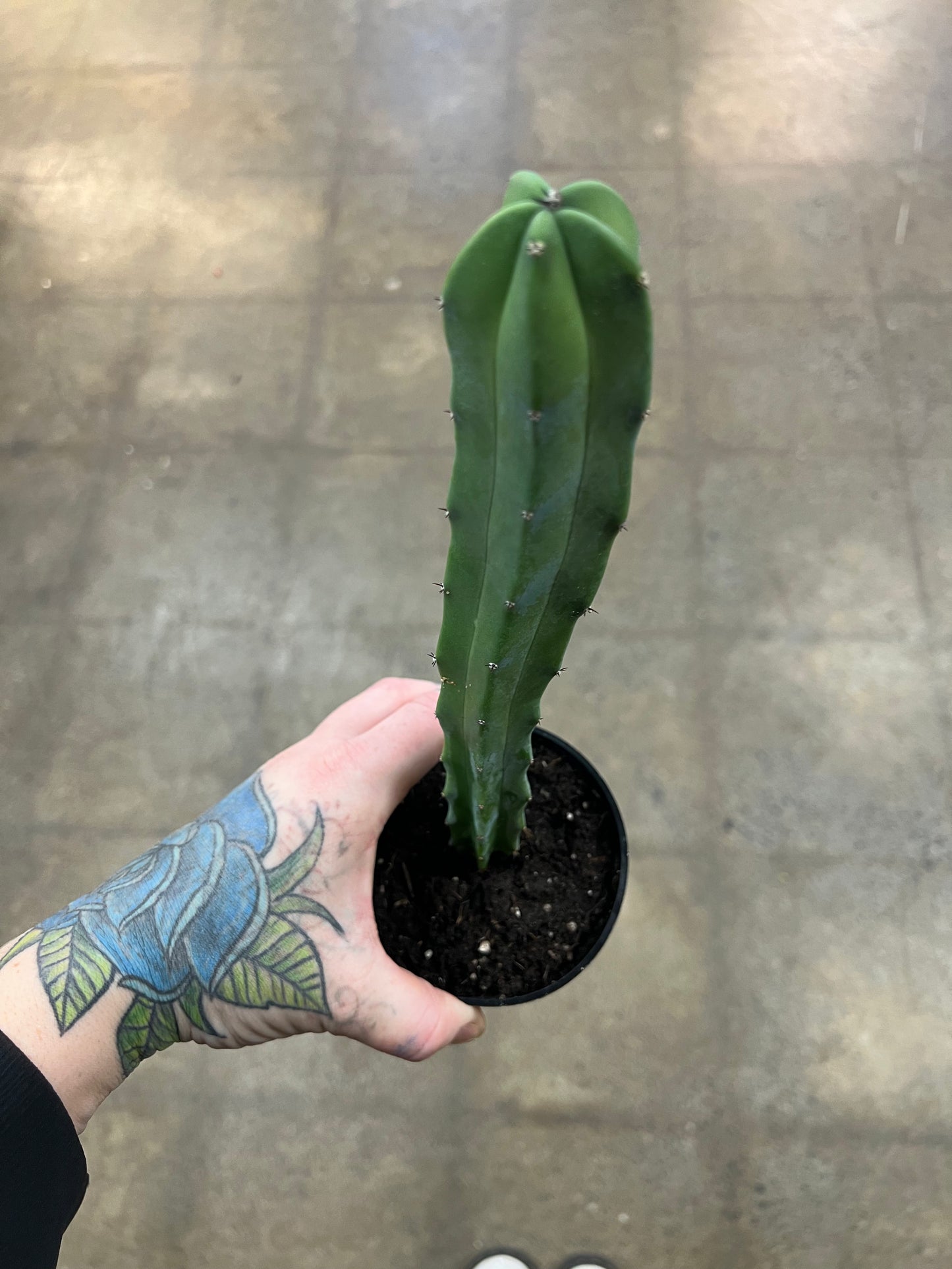 Myrtillocactus Geometrizans