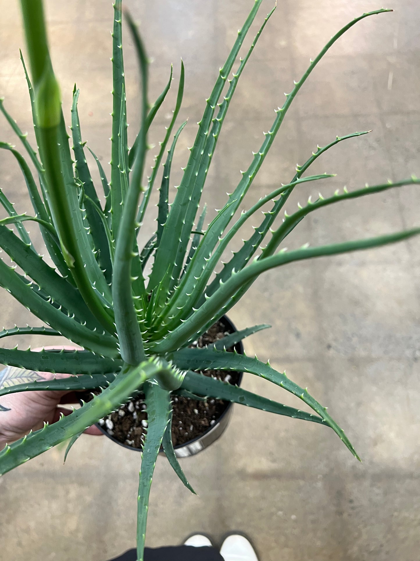 Aloe Mohawk