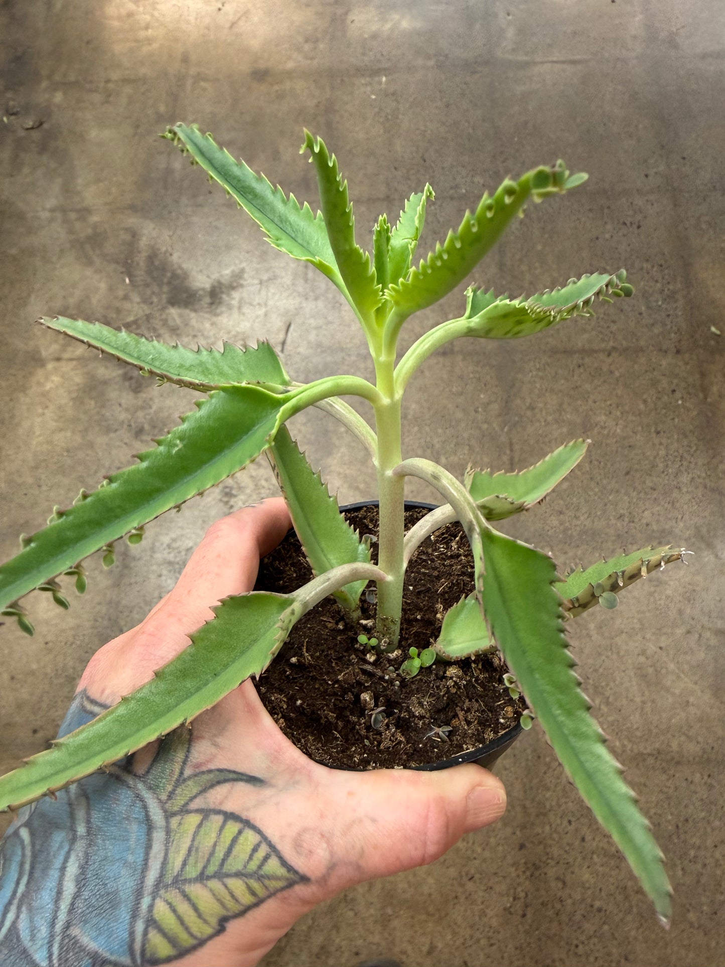 Kalanchoe Houghtonii