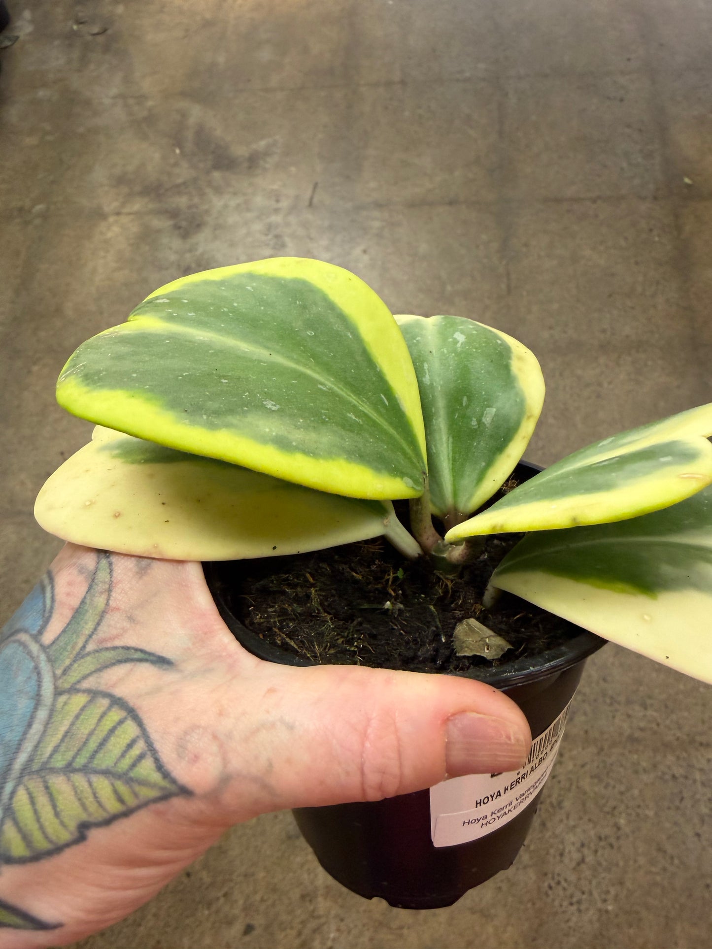 Hoya Kerrii Variegated