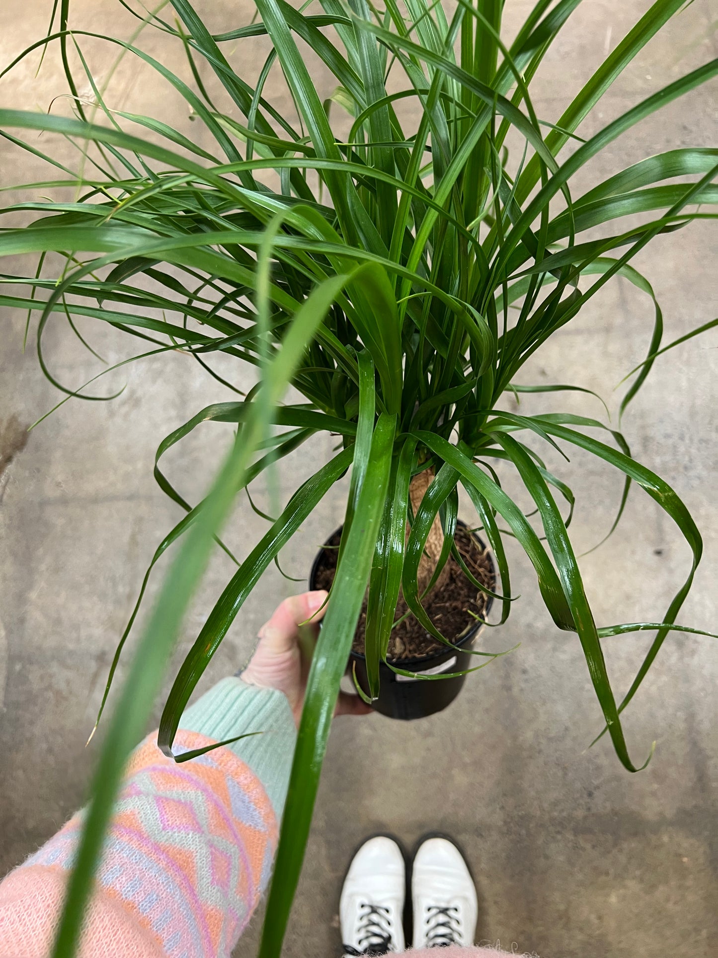 Beaucarnea Branched