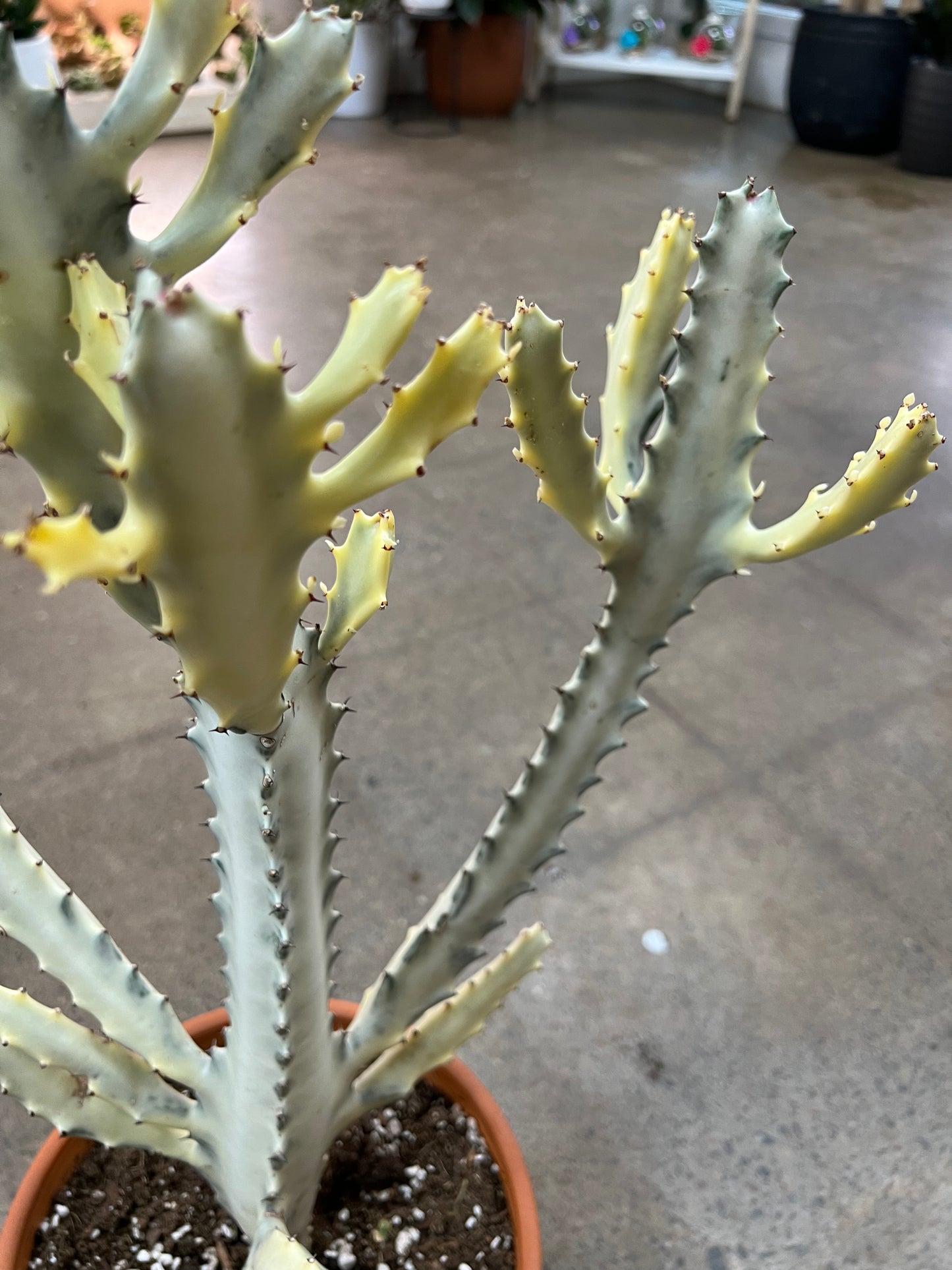 Euphorbia White Ghost