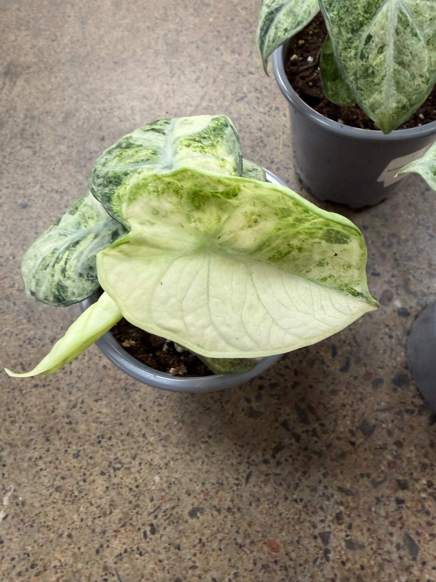 Alocasia Ninja Mint