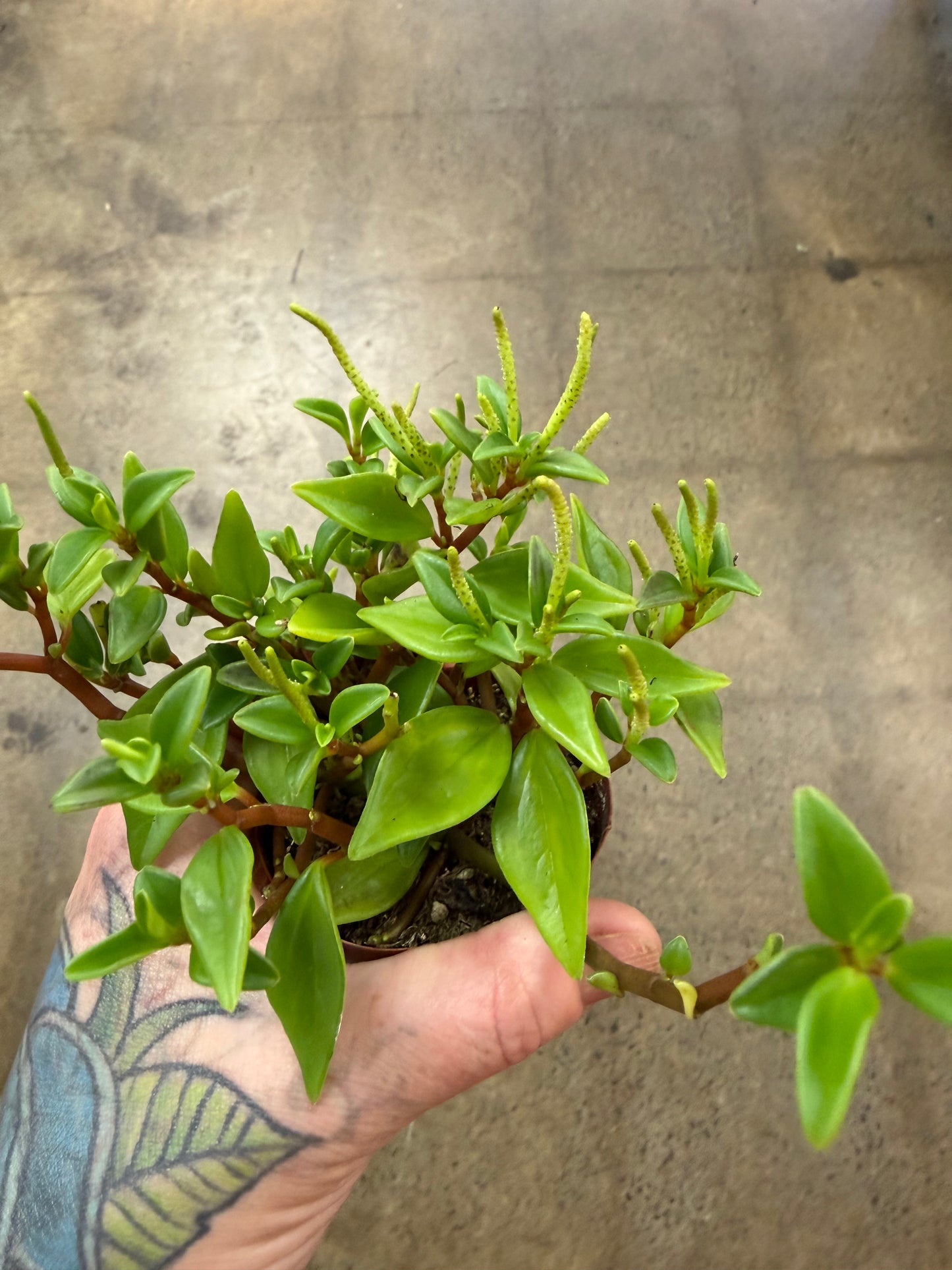 Peperomia Amigo Marcello