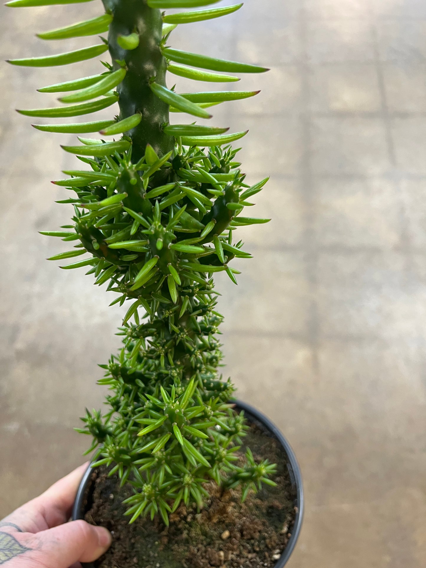 Opuntia Subulata