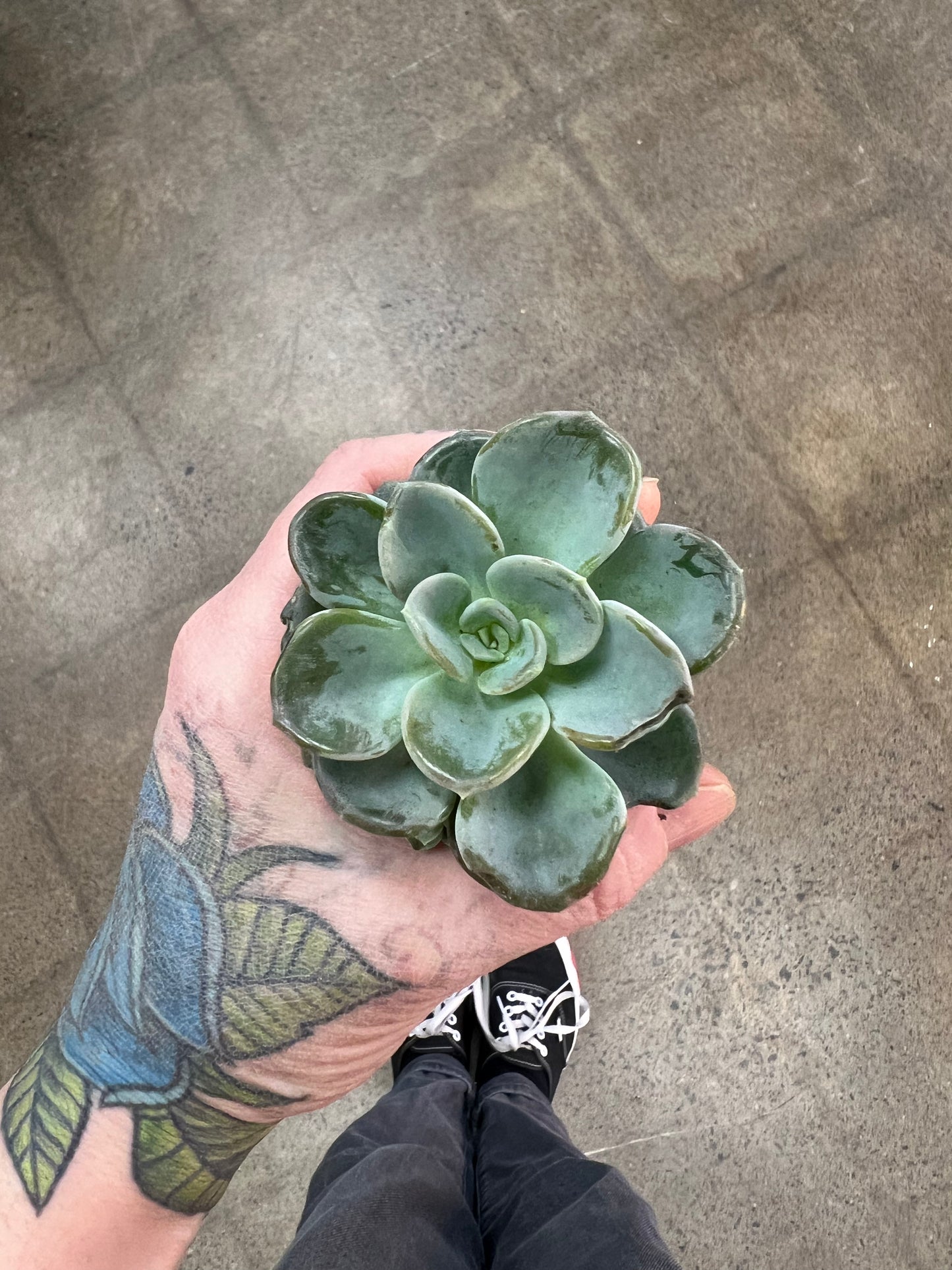Succulentes asst.