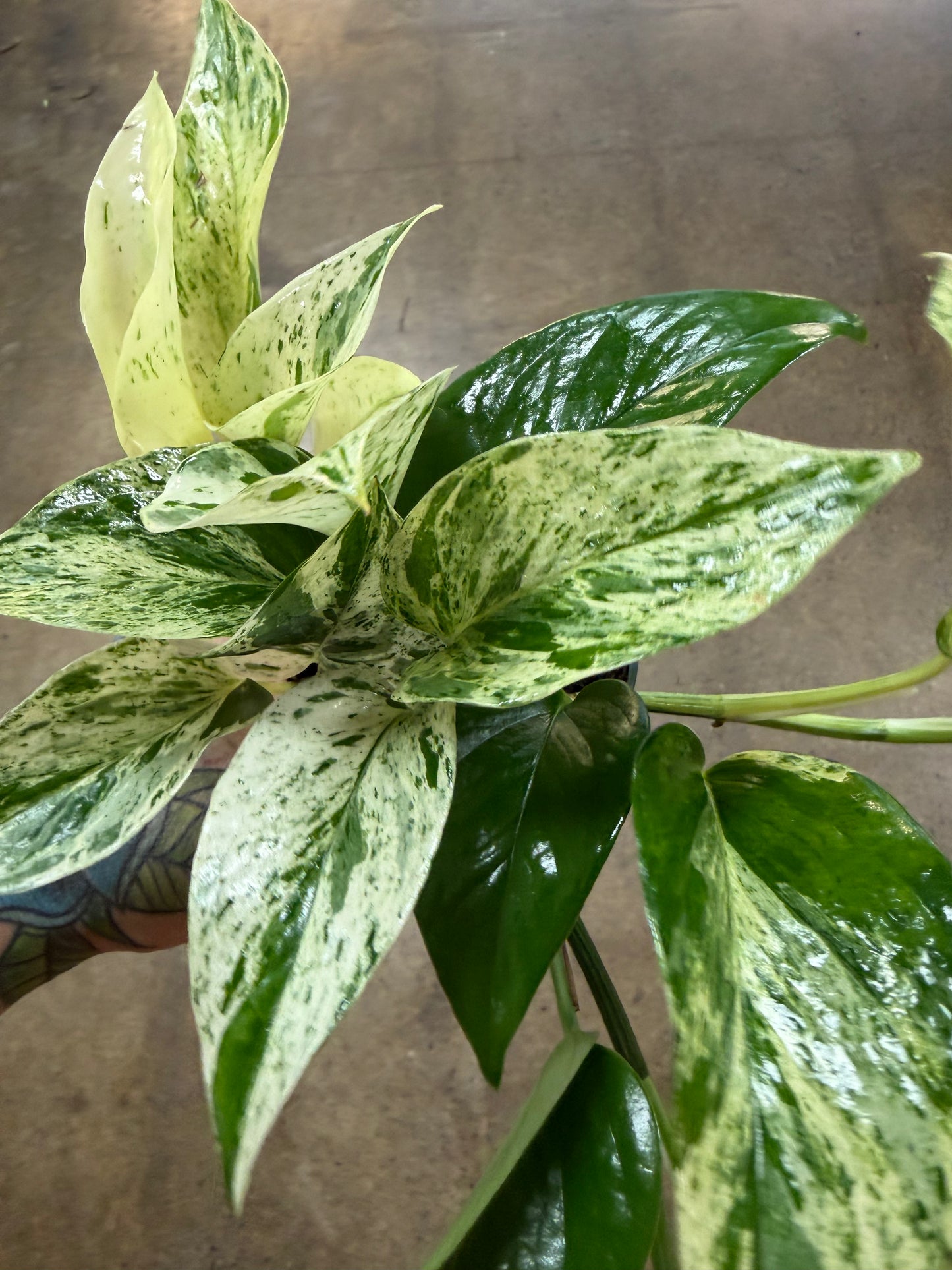 Pothos Marble Queen