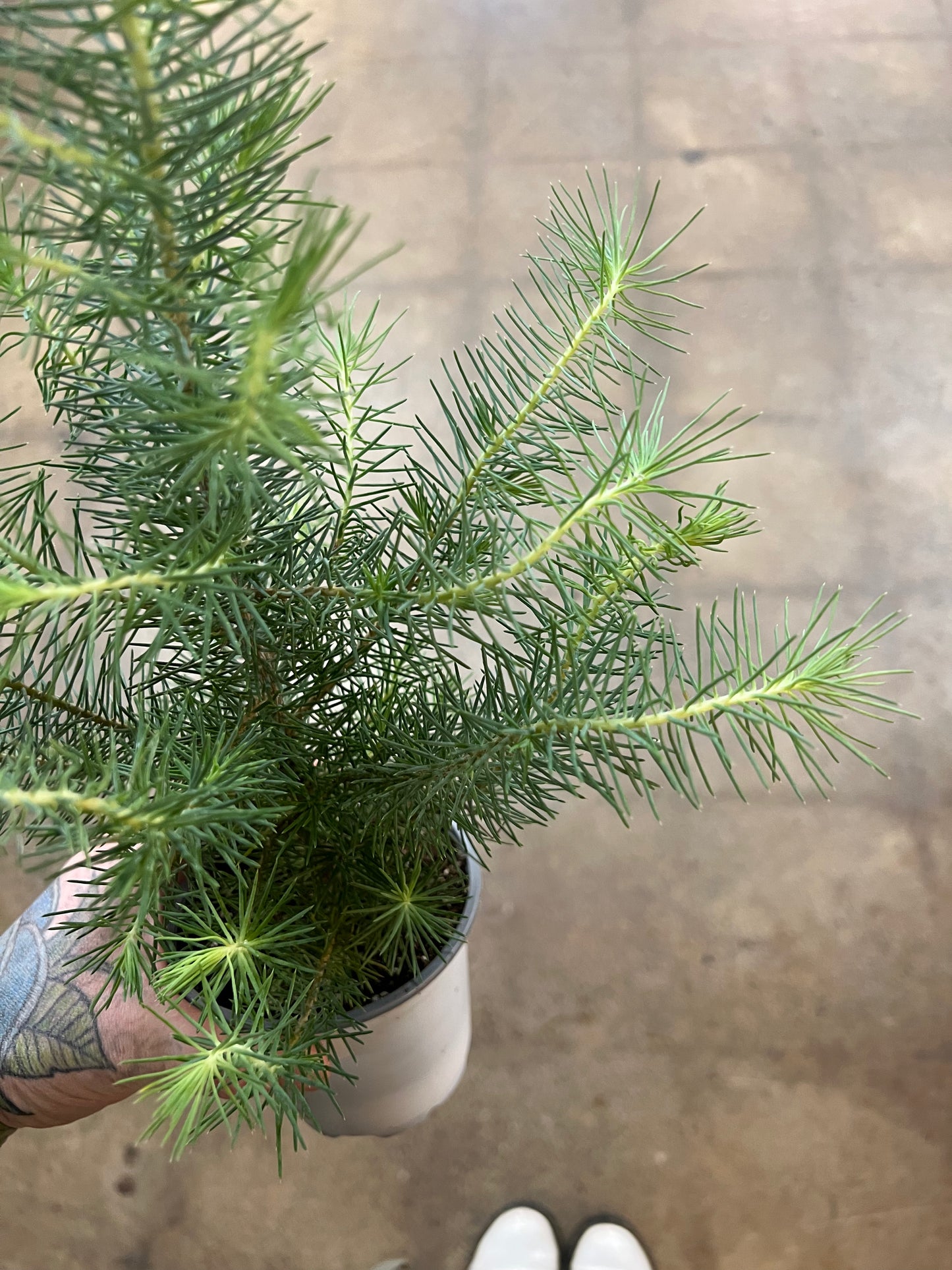 Italian Stone Pine