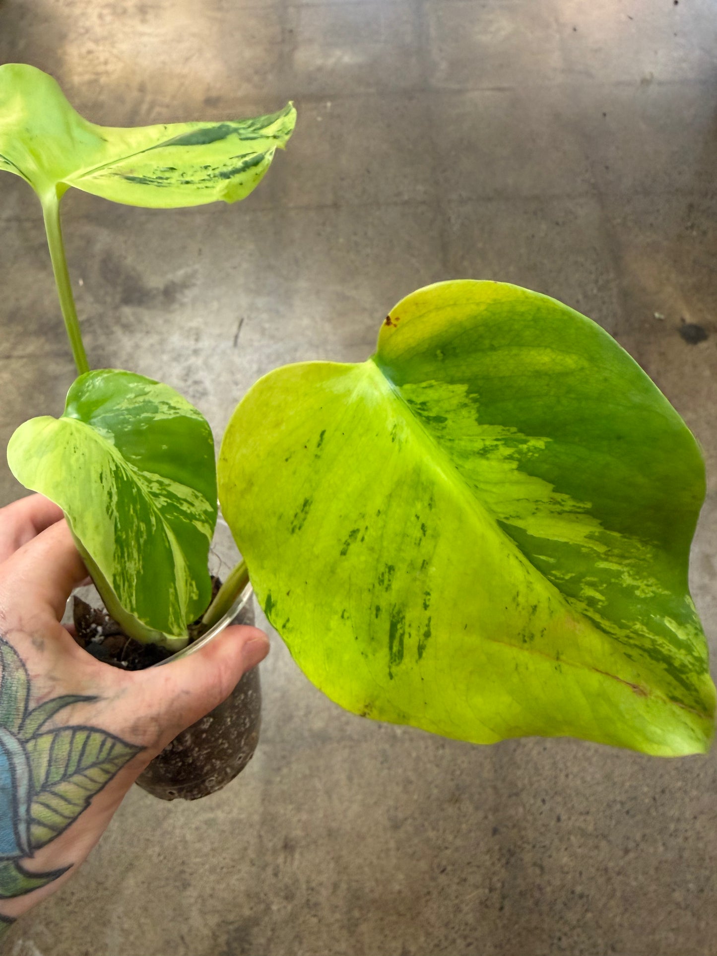 Monstera Light Lime #2