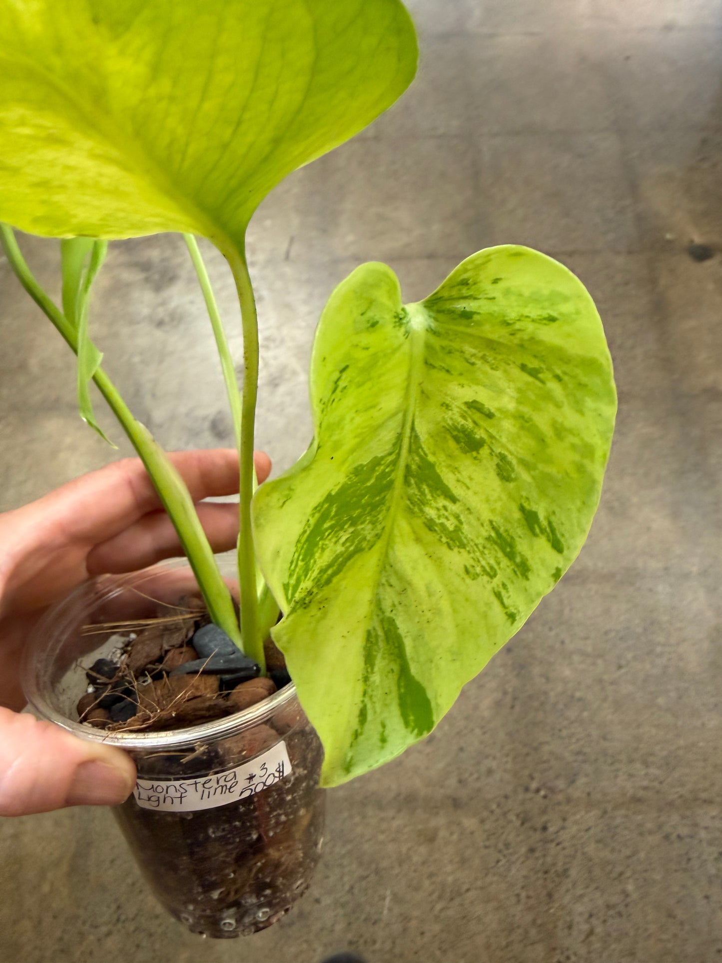 Monstera Light Lime #3