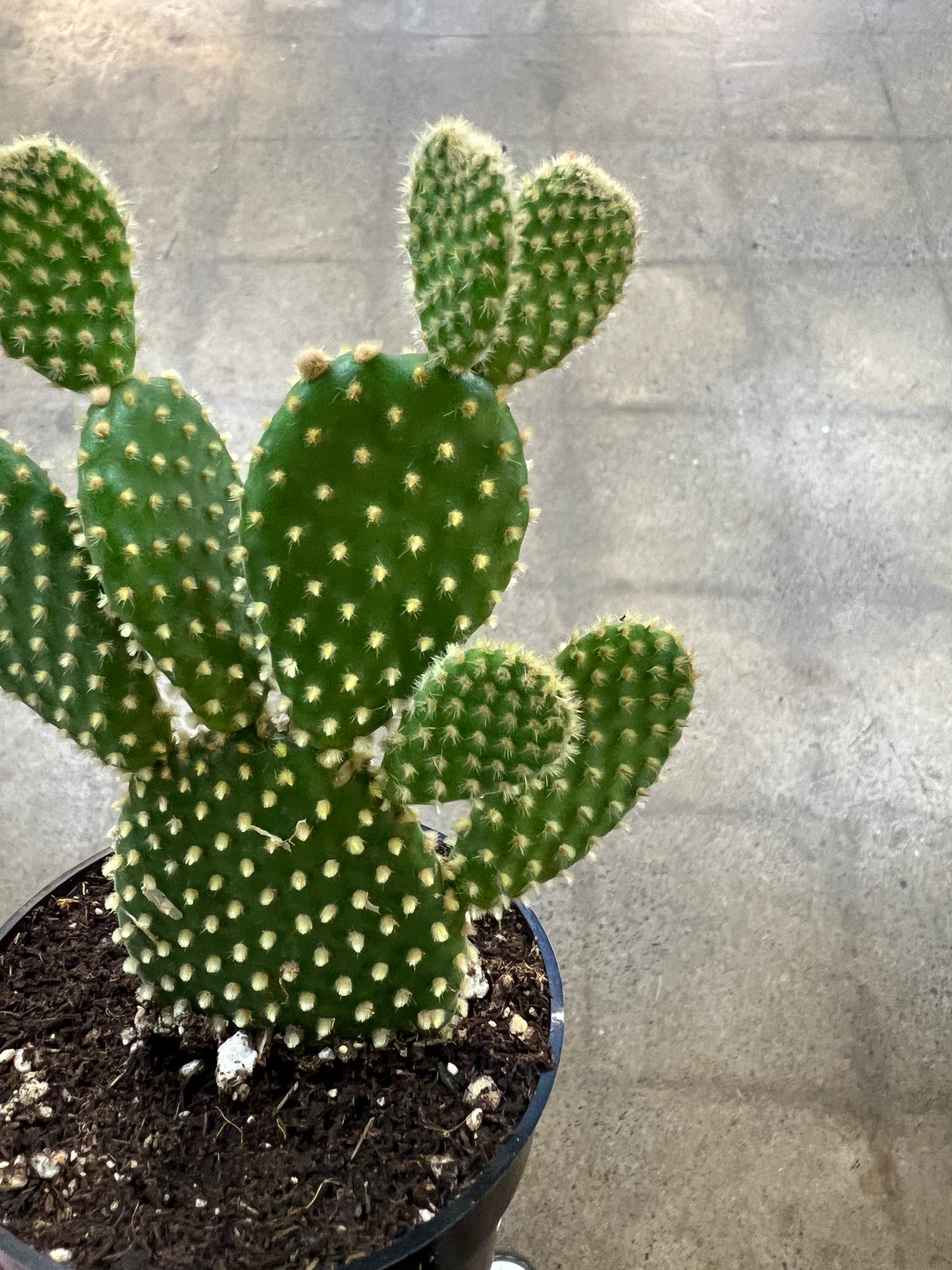 Opuntia Microdasys Pallida