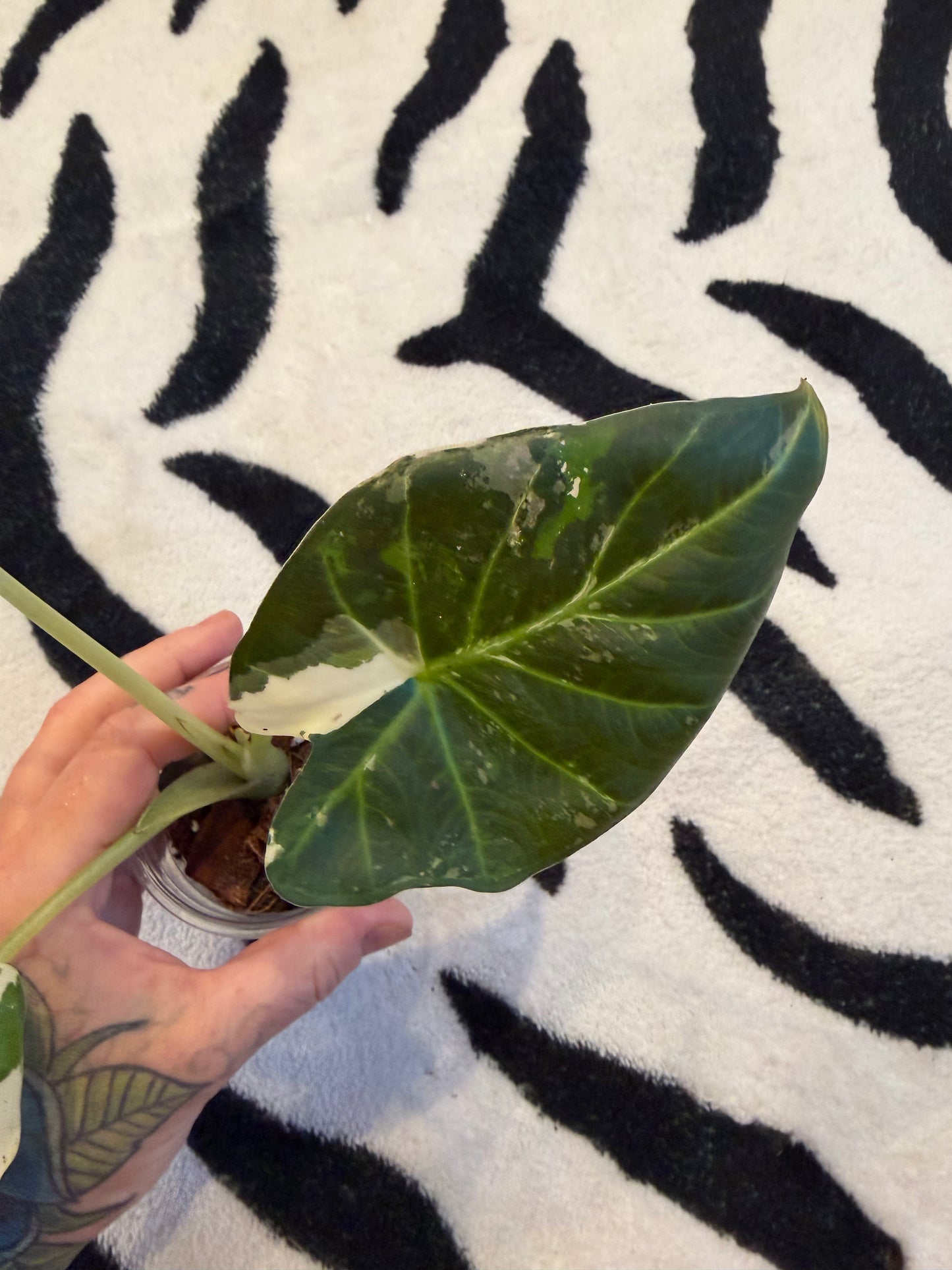 Alocasia Regal Shield Albo #1