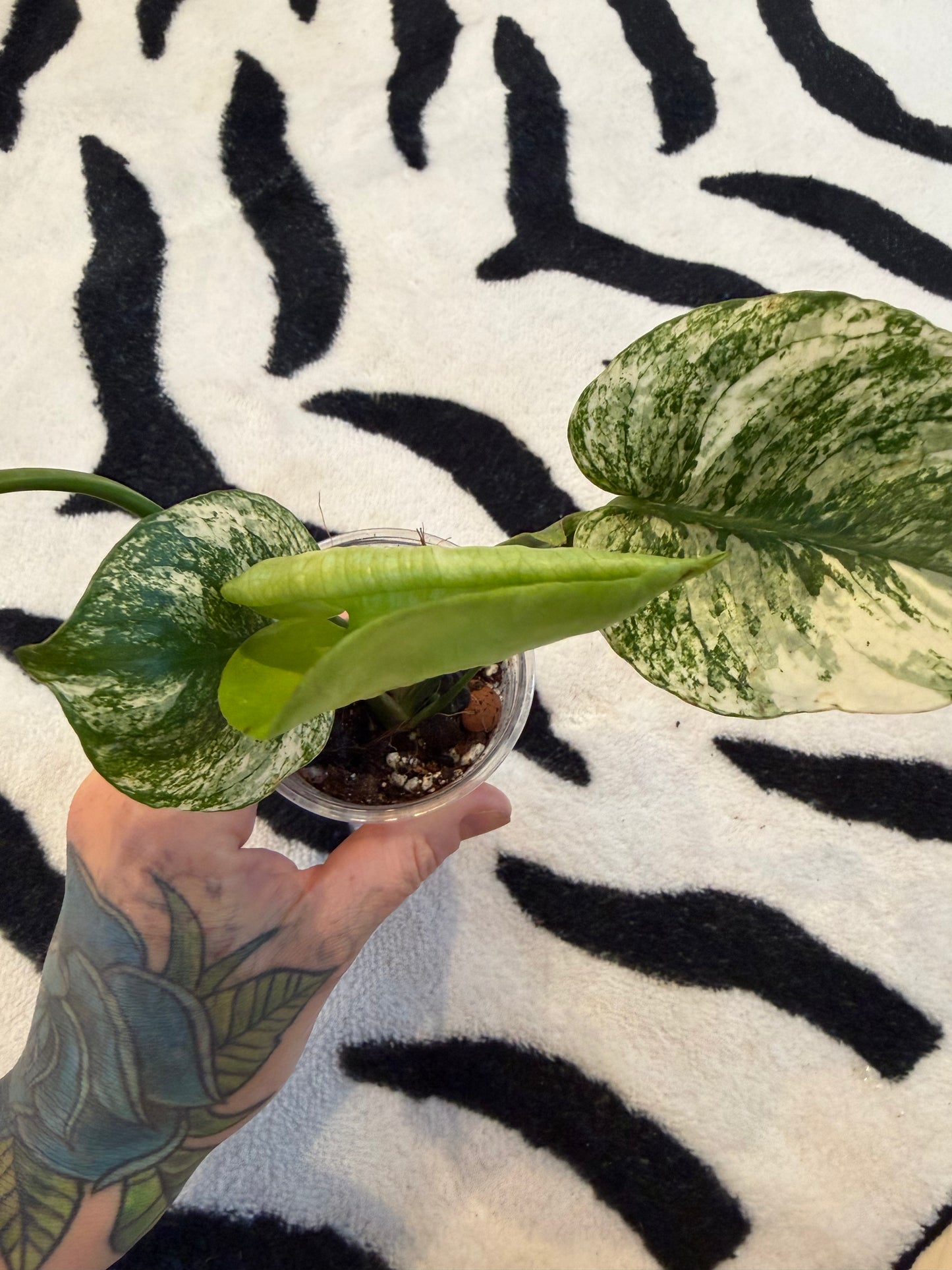 Monstera Devil Monster #1
