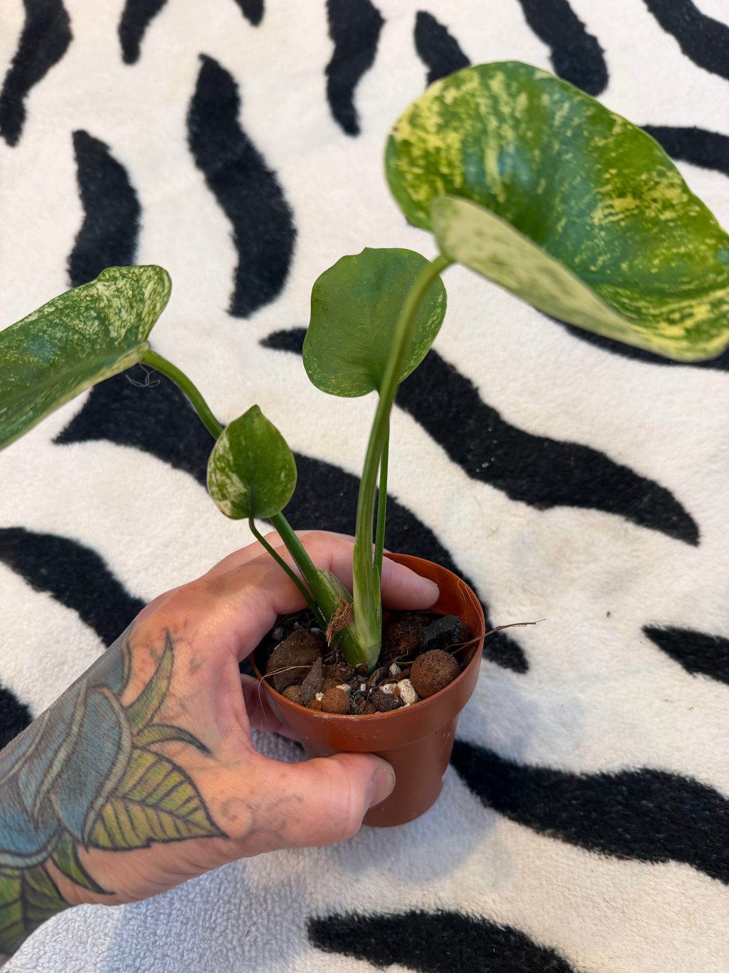 Monstera Devil Monster #2