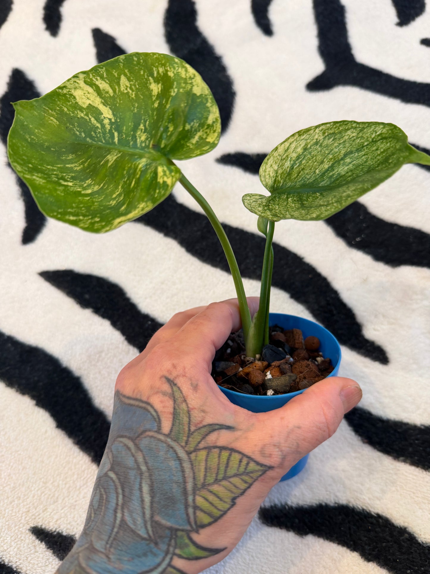 Monstera Devil Monster #3