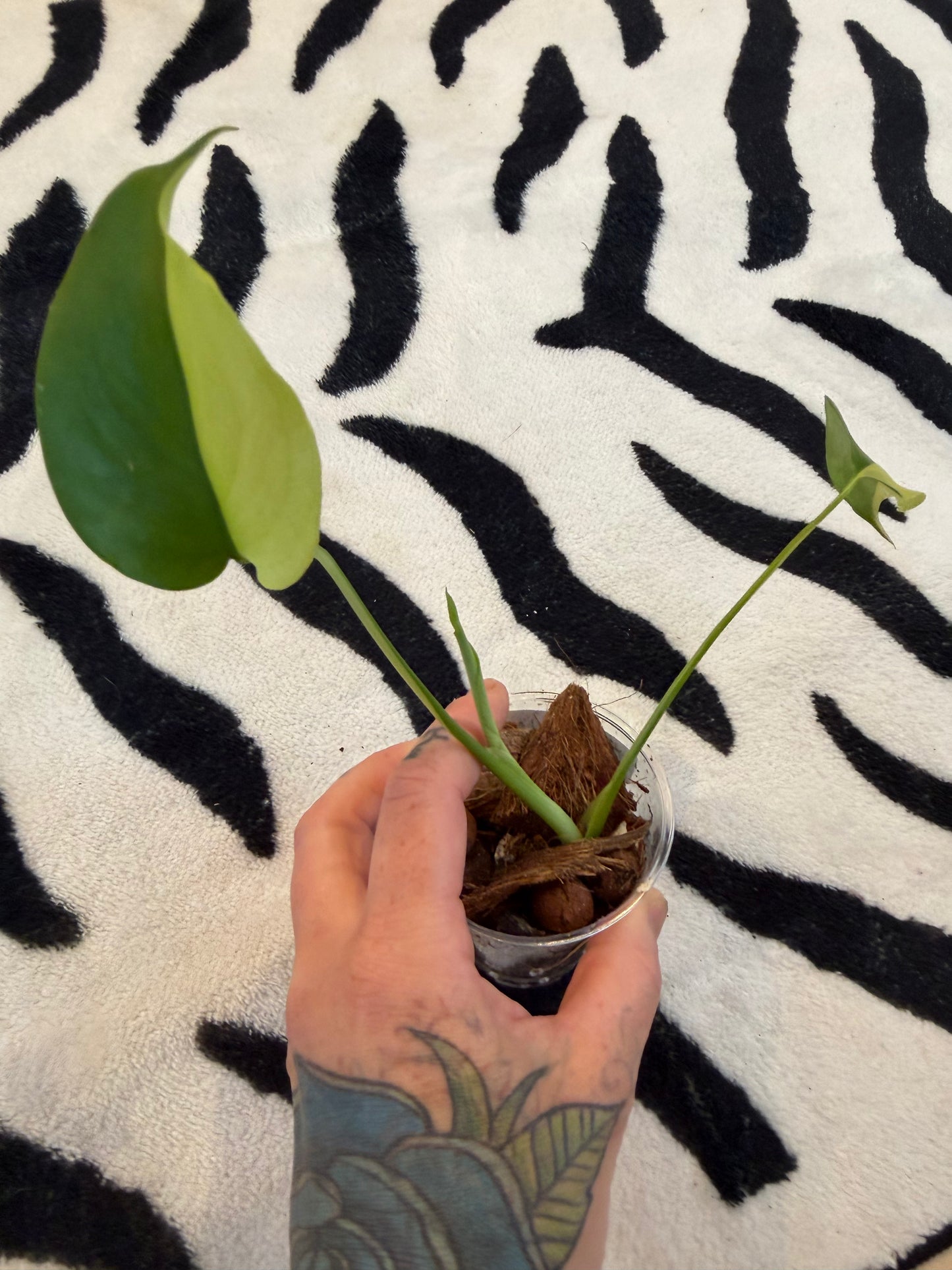 Monstera Yellow Lava #1
