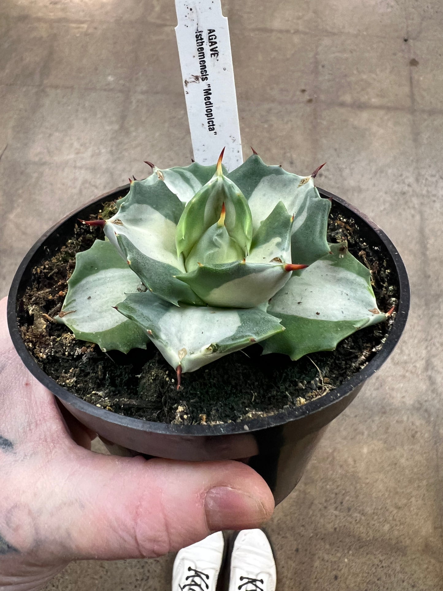 Agave Isthmensis Mediopicta