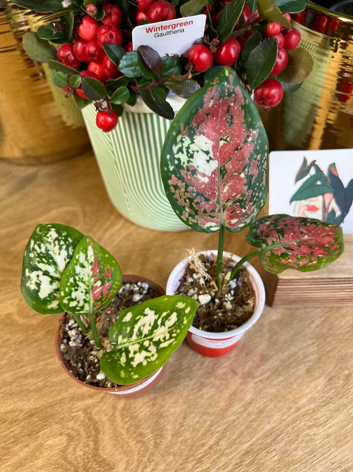 Aglaonema Anyamanee Tri-Color