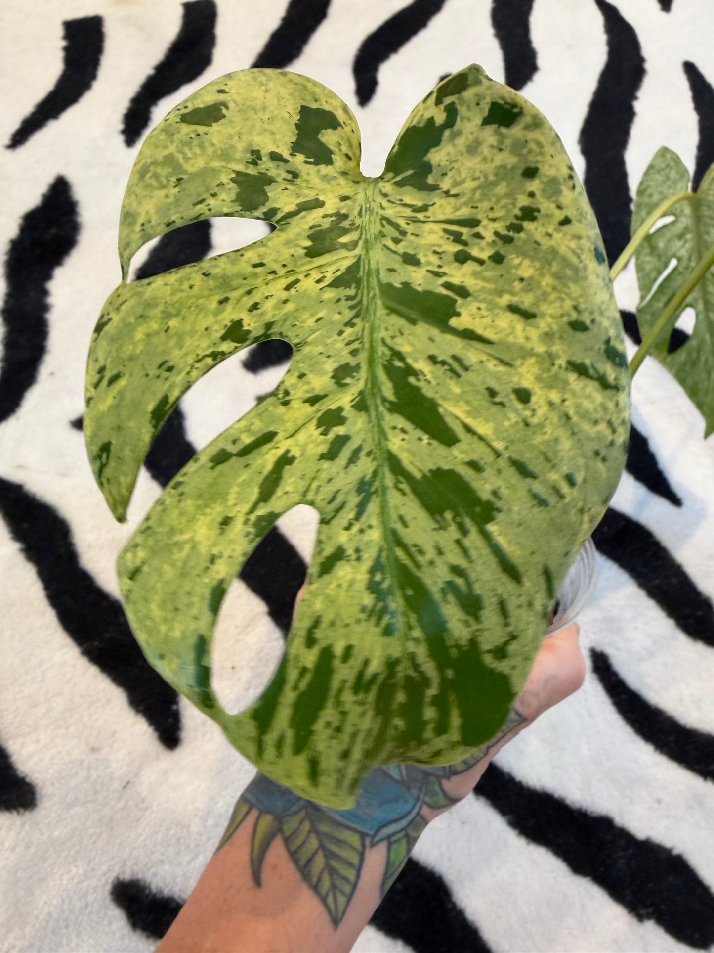 Monstera Bulbasaur #A