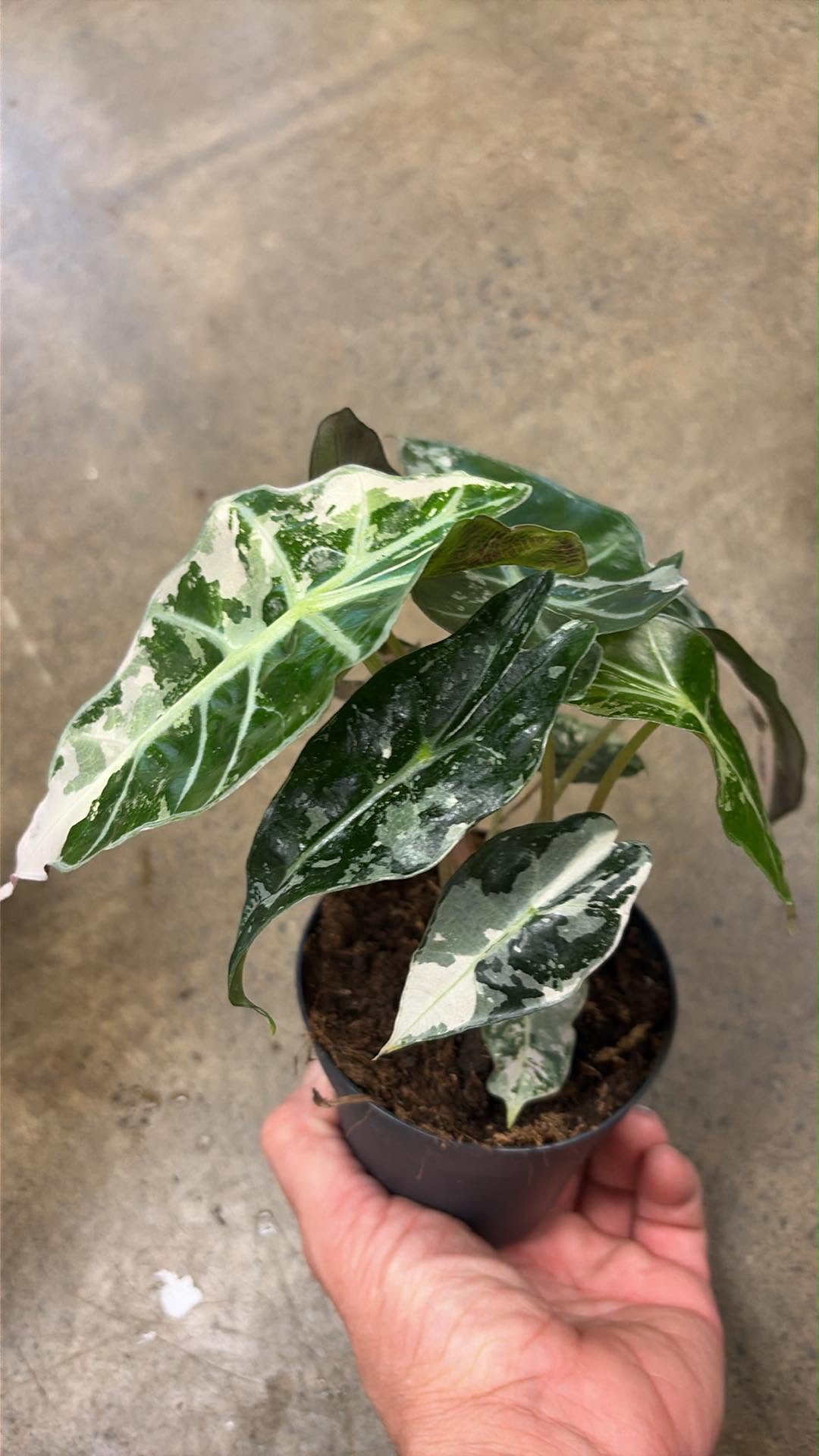 Alocasia Polly Pink Variegated #1