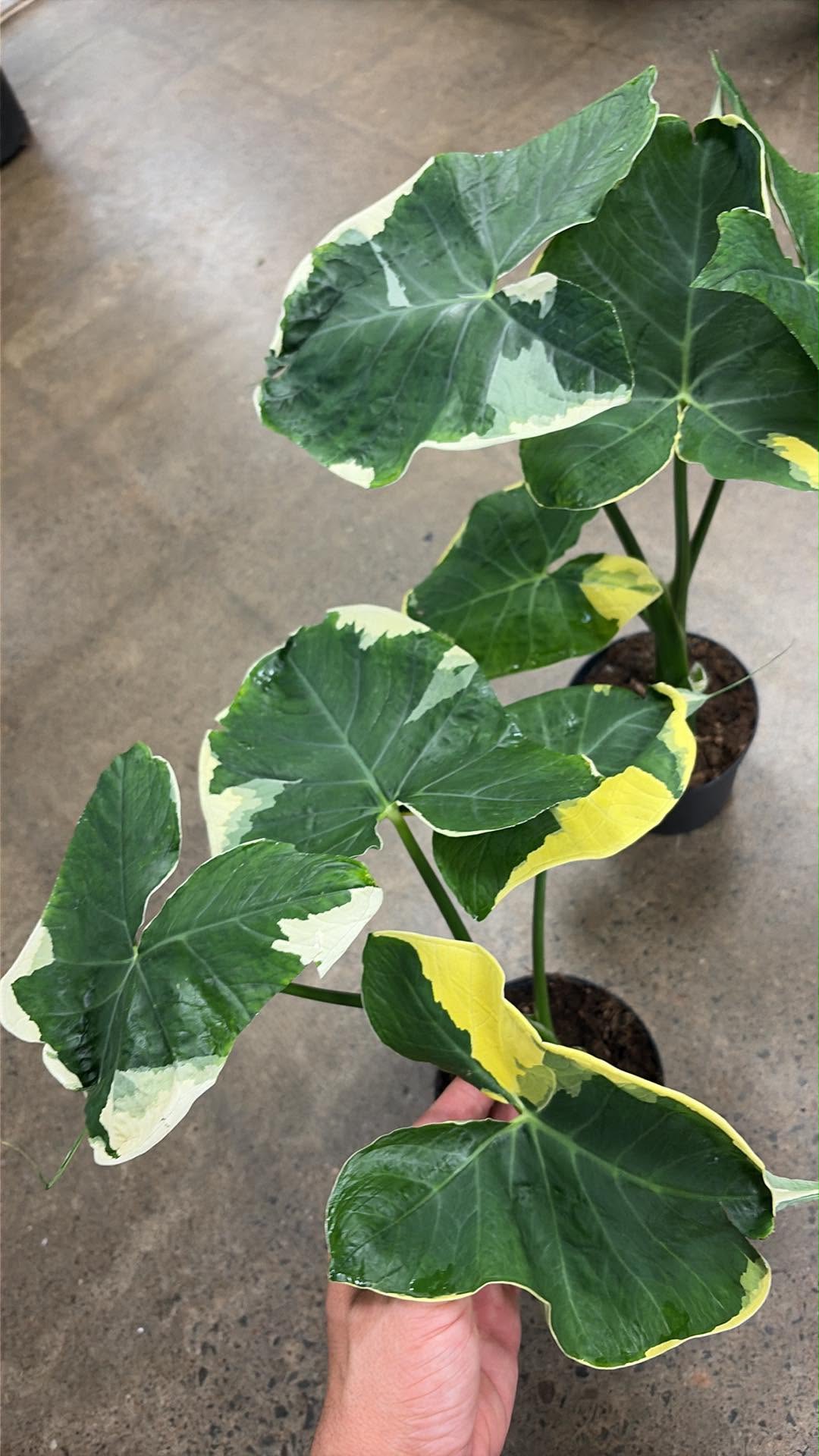 Alocasia Mickey Mouse