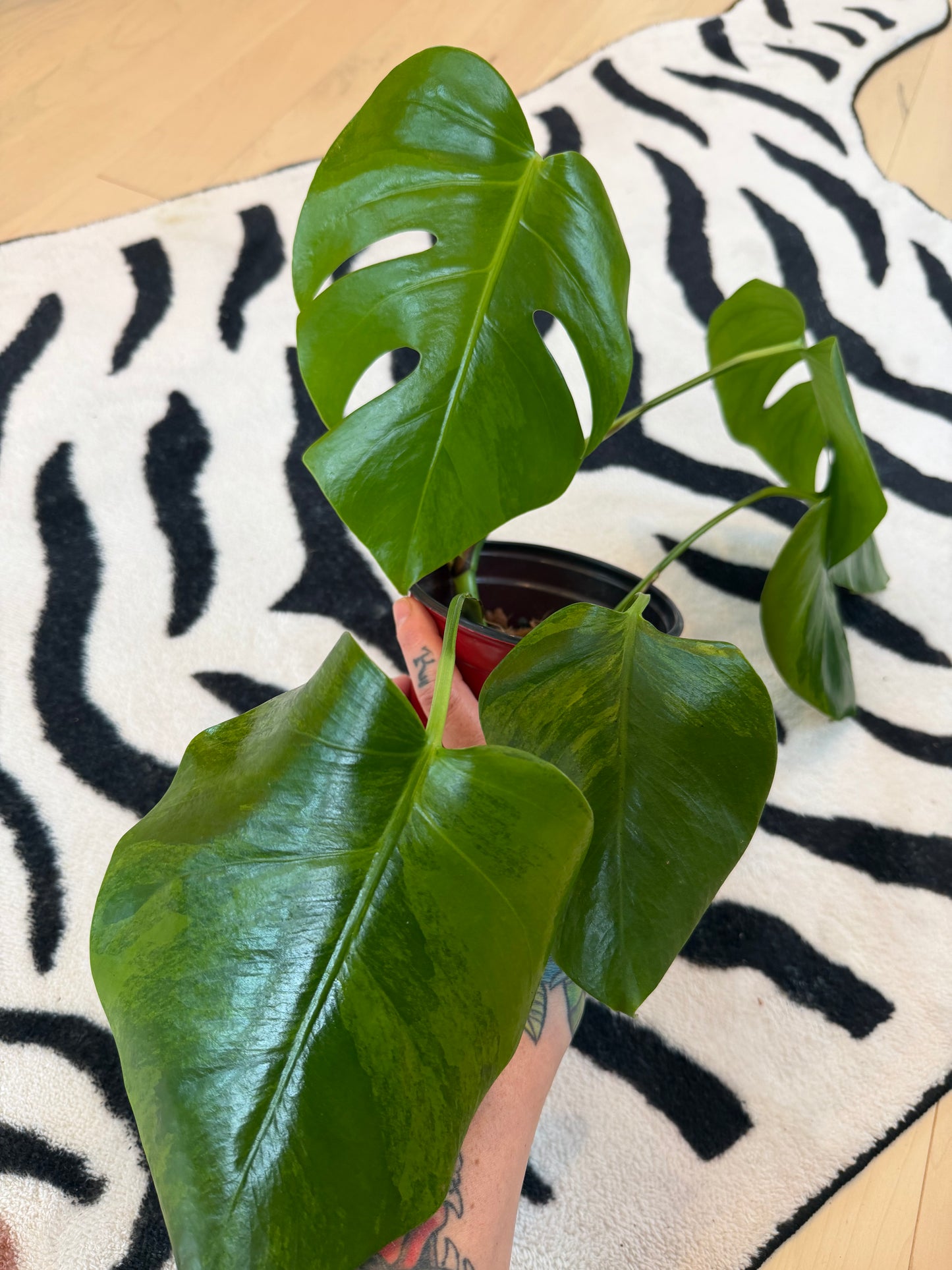 Monstera Green on Green